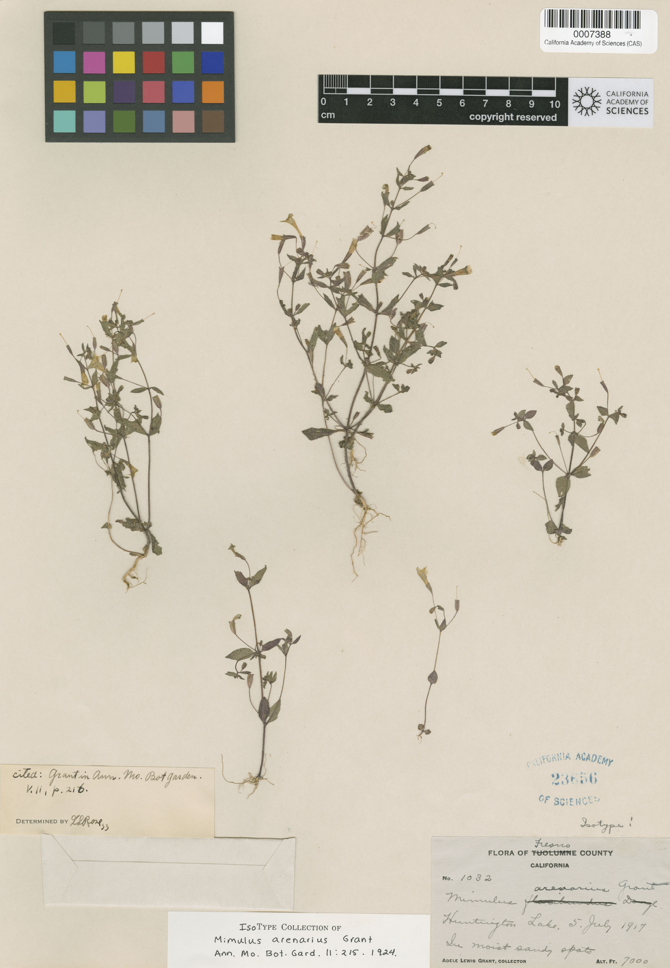Mimulus arenarius image