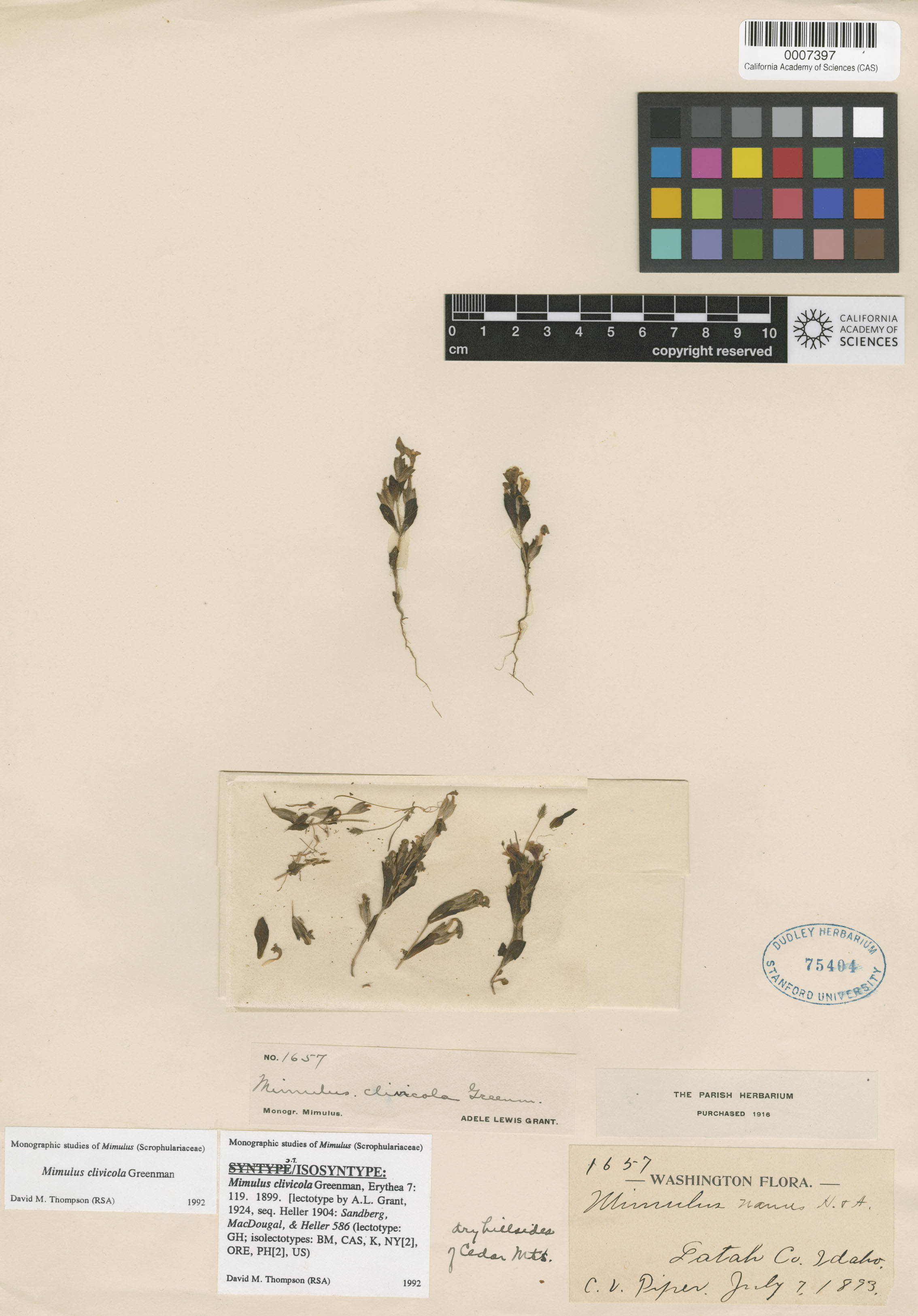 Mimulus clivicola image