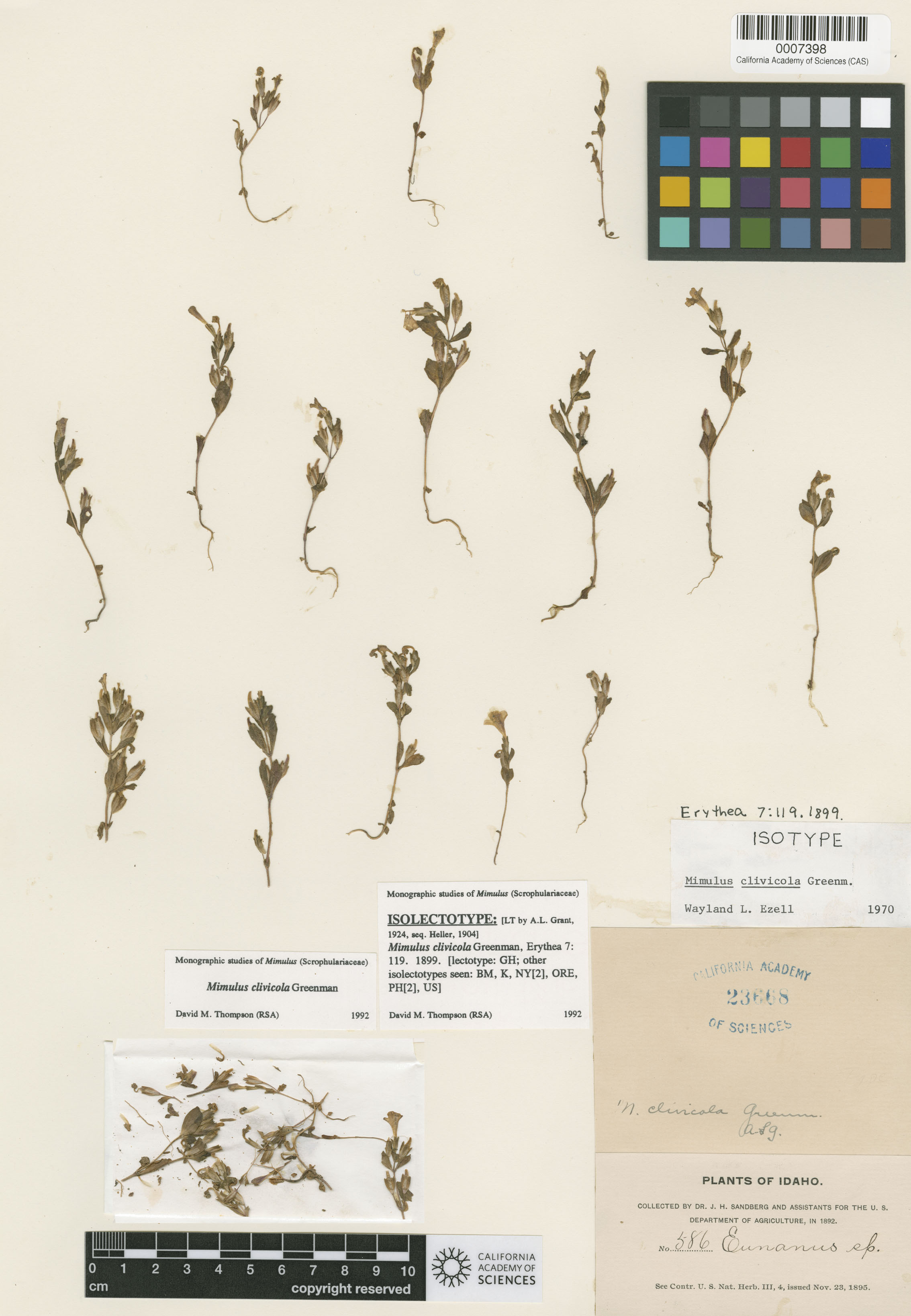 Mimulus clivicola image