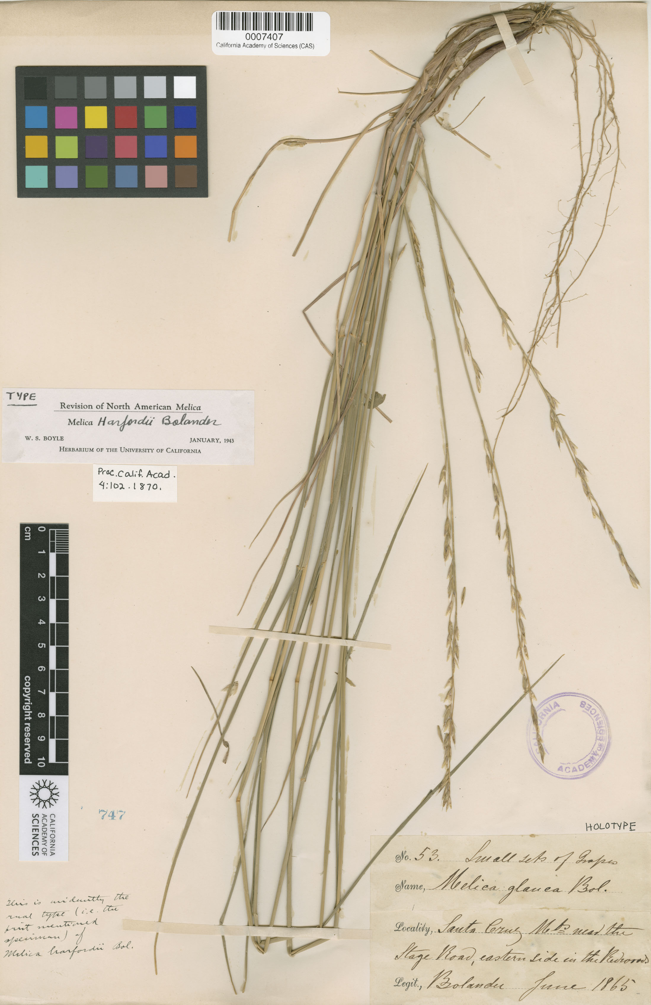 Melica ciliata image