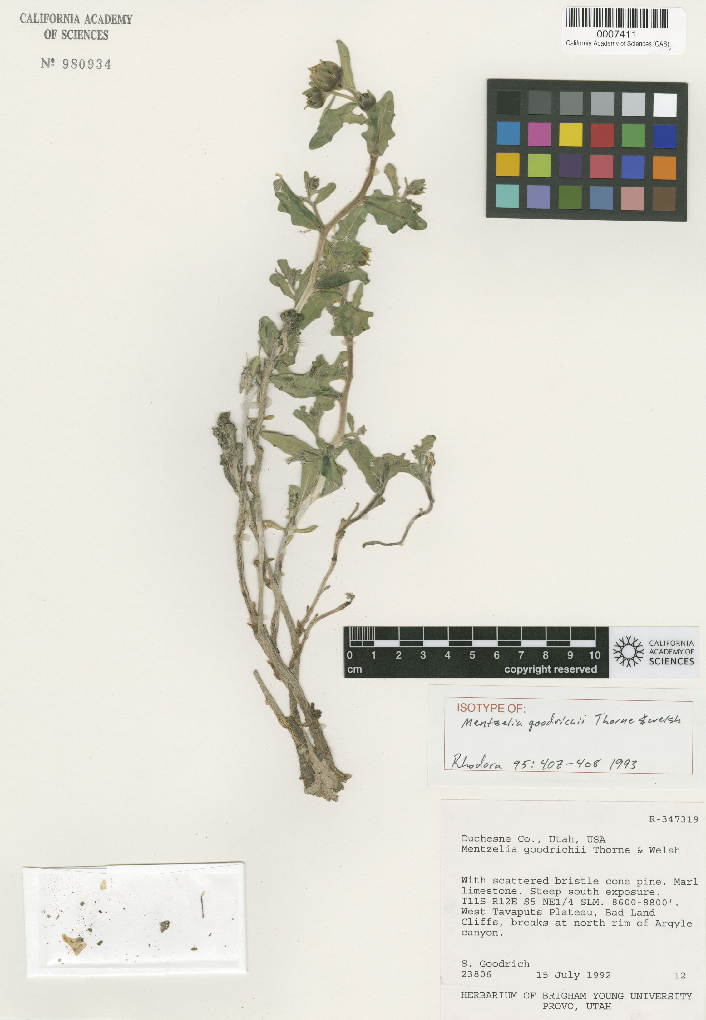 Mentzelia goodrichii image