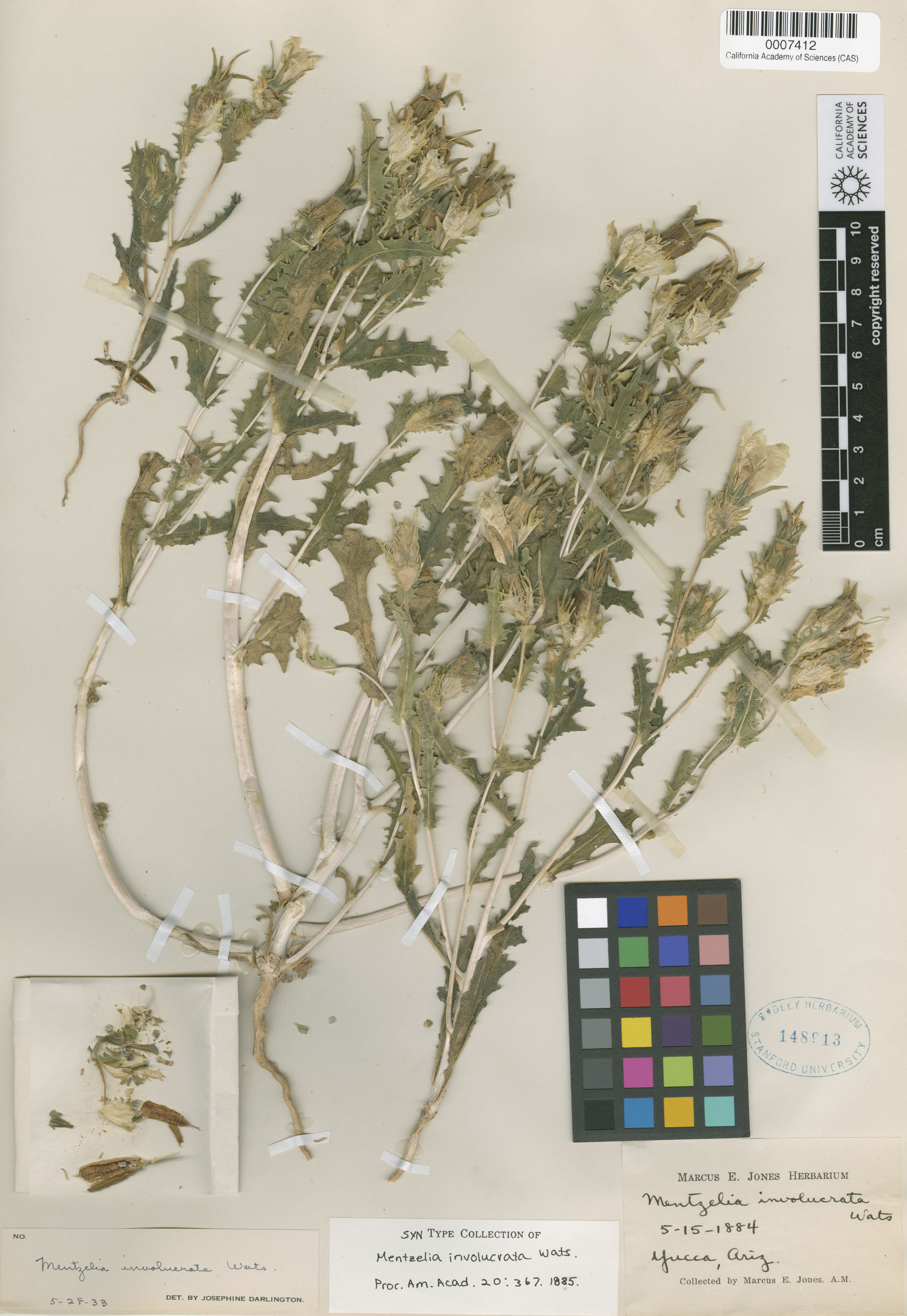 Mentzelia involucrata image