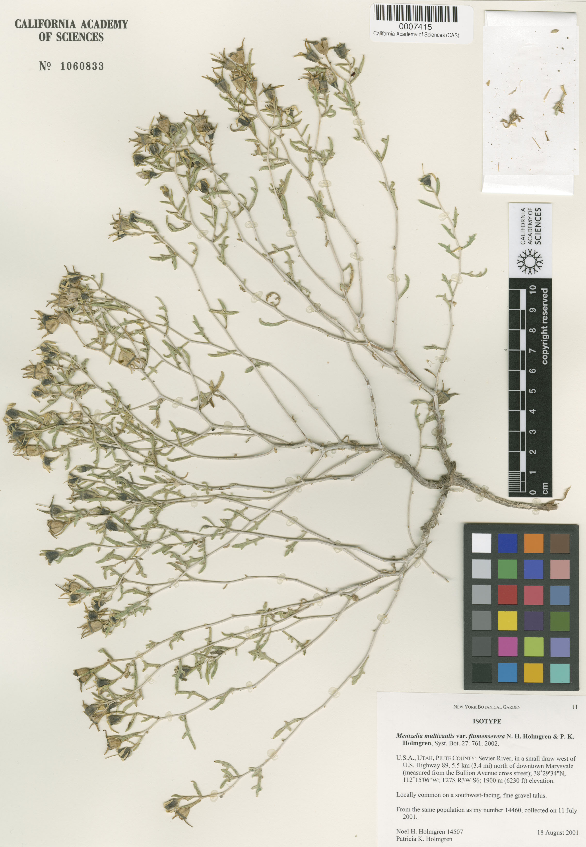 Mentzelia multicaulis image