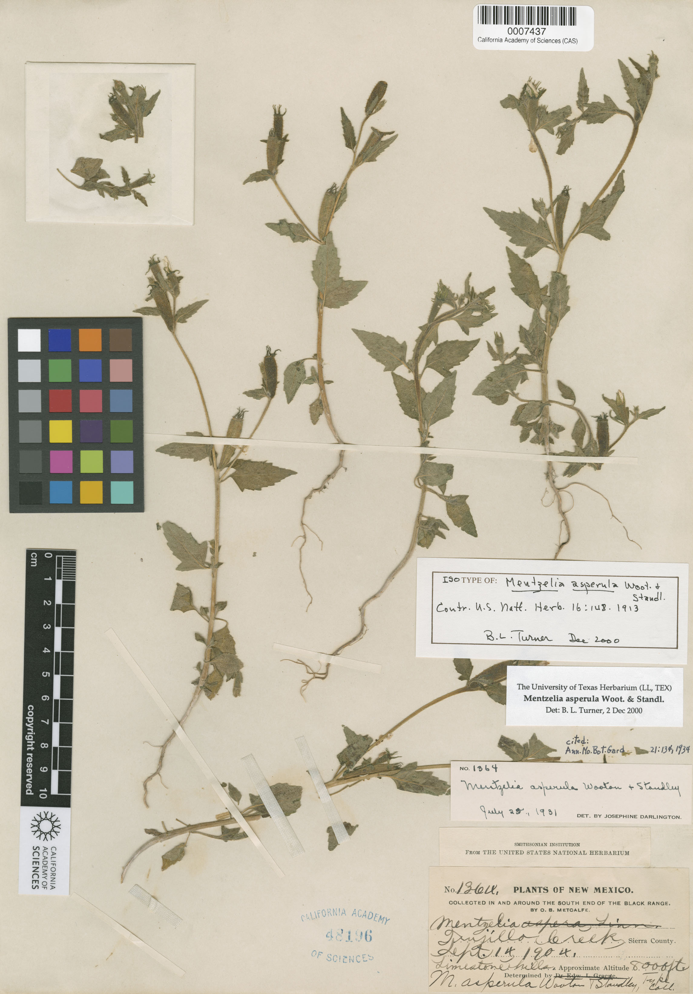 Mentzelia asperula image