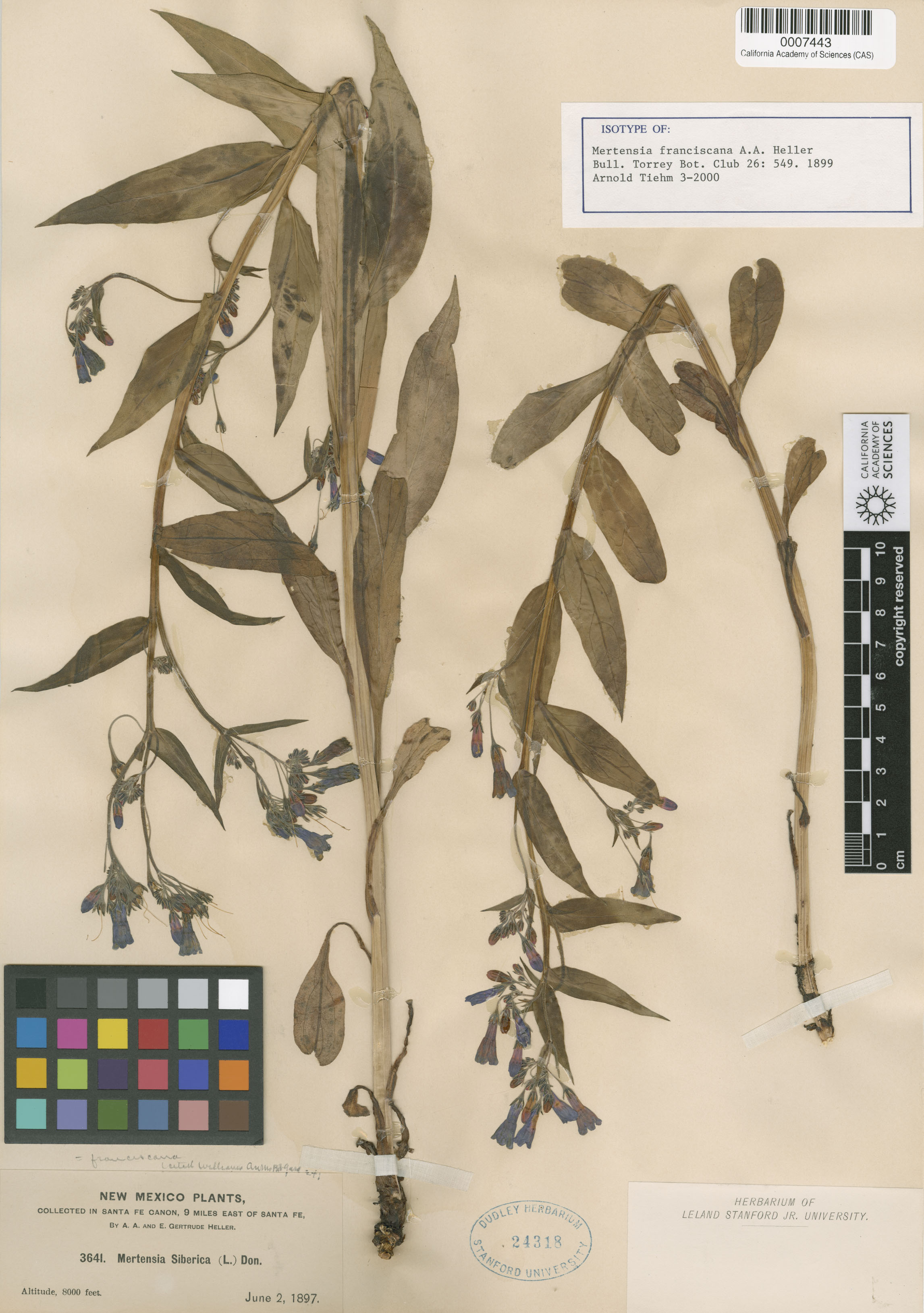 Mertensia franciscana image