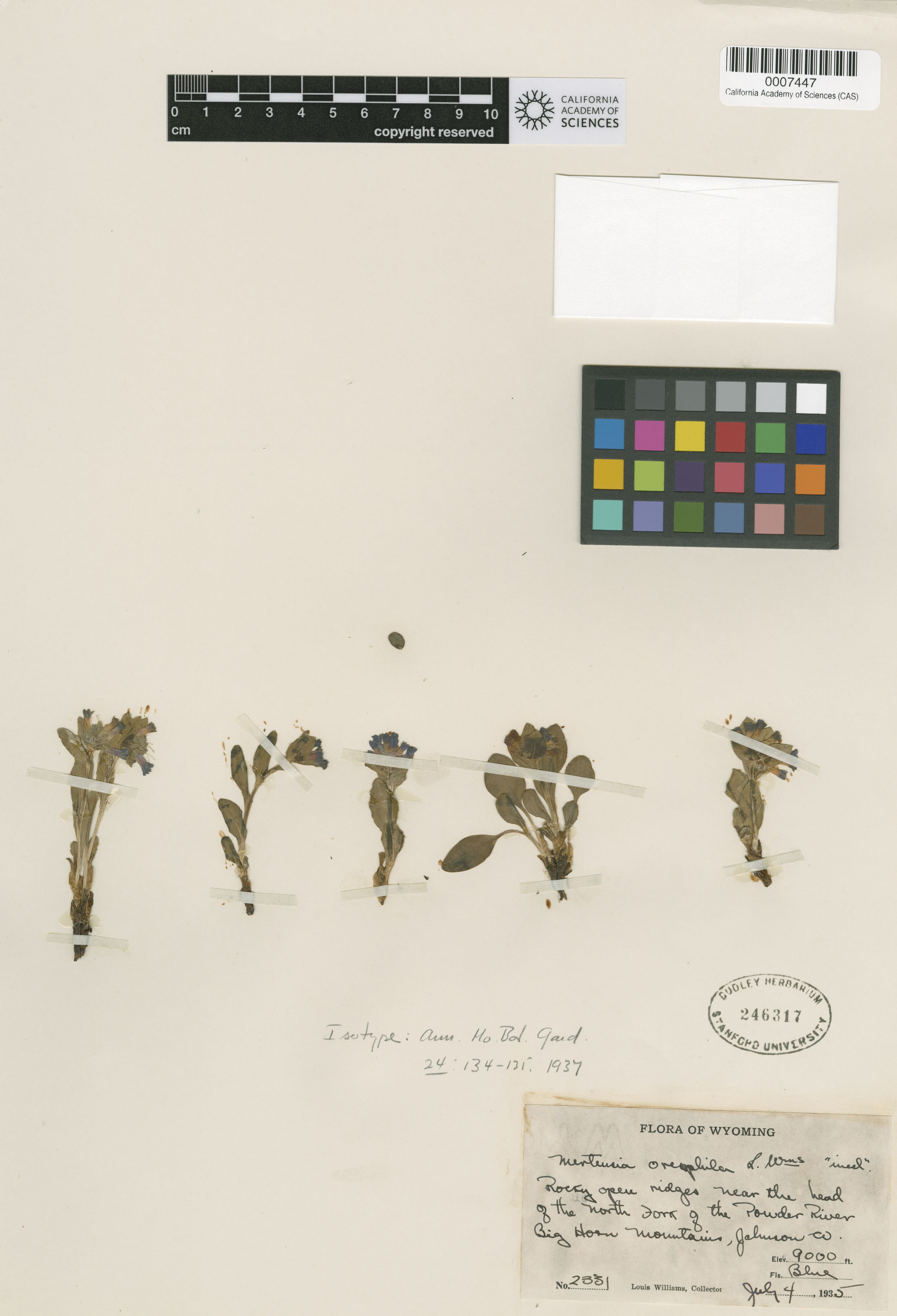 Mertensia oblongifolia image