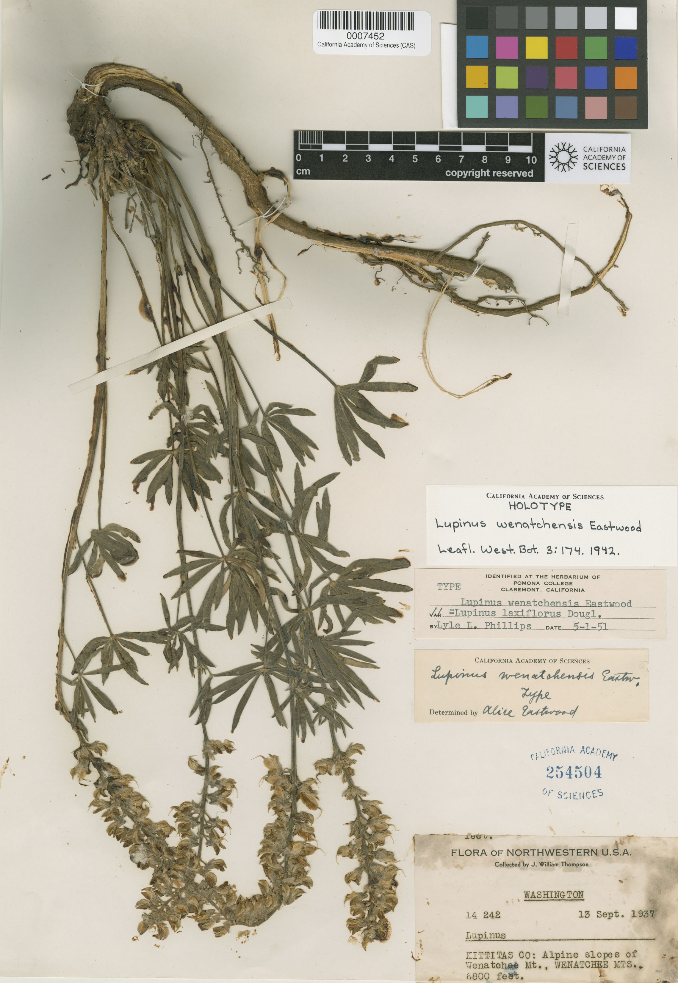 Lupinus wenatchensis image