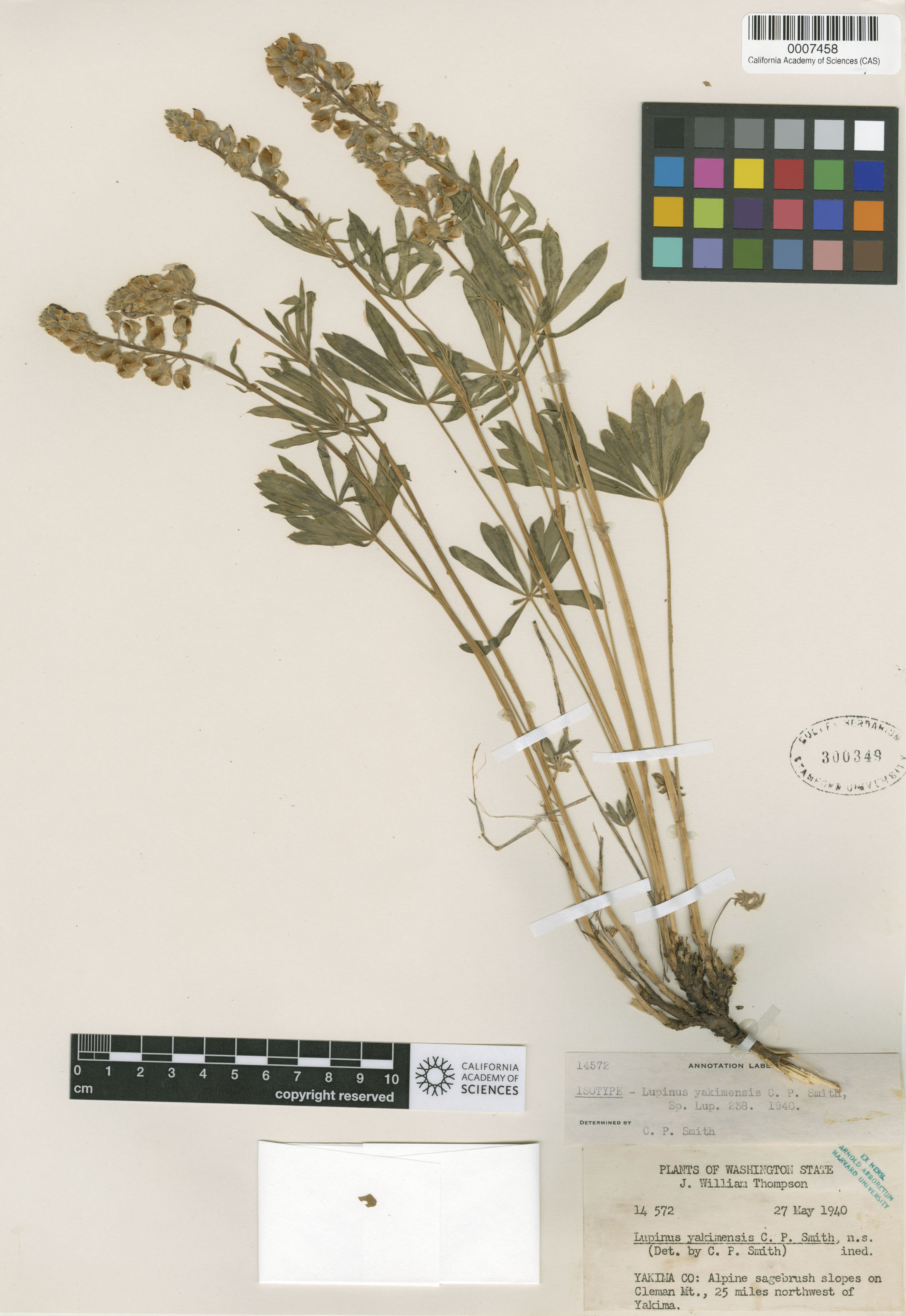 Lupinus yakimensis image