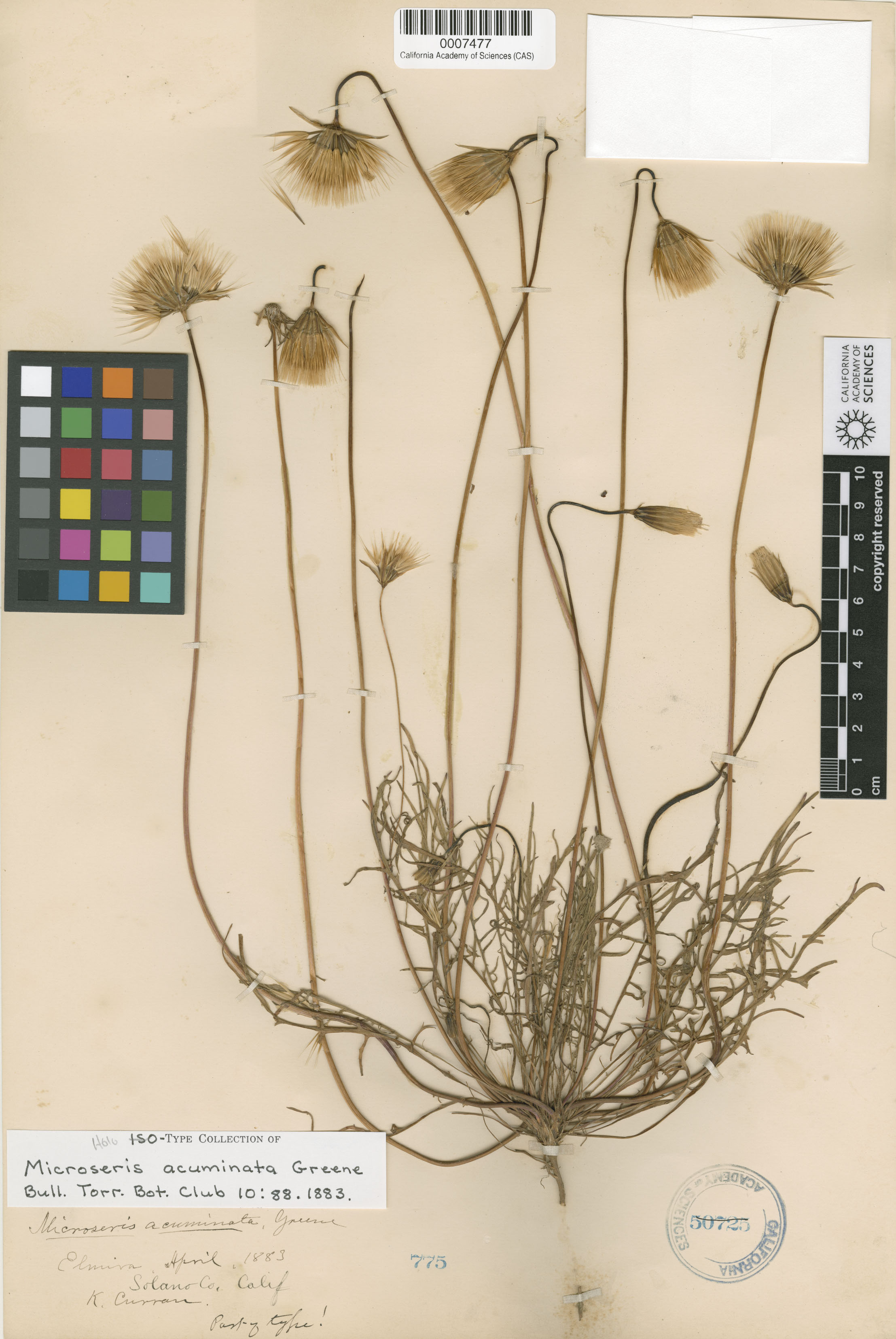 Microseris acuminata image