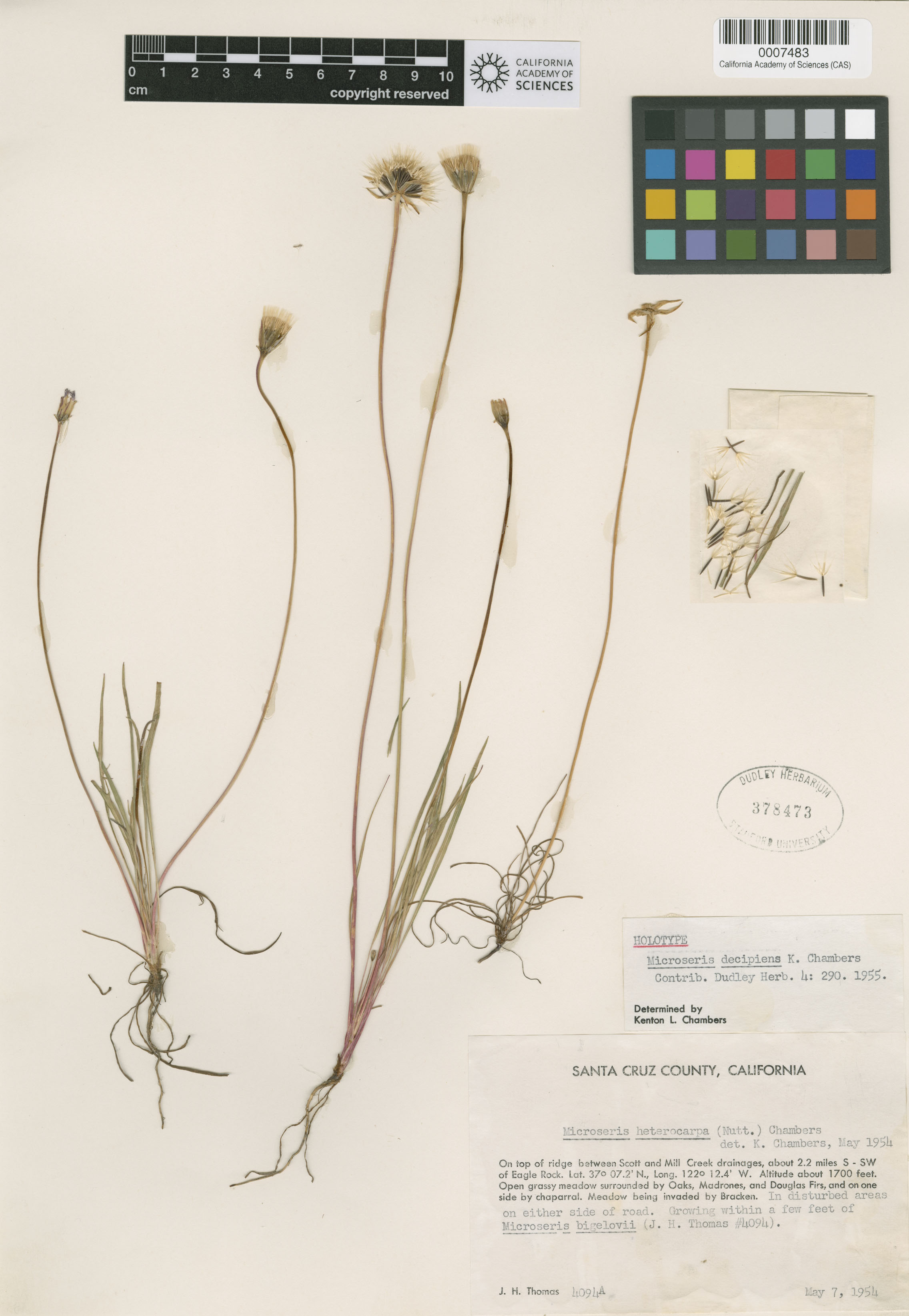 Stebbinsoseris image