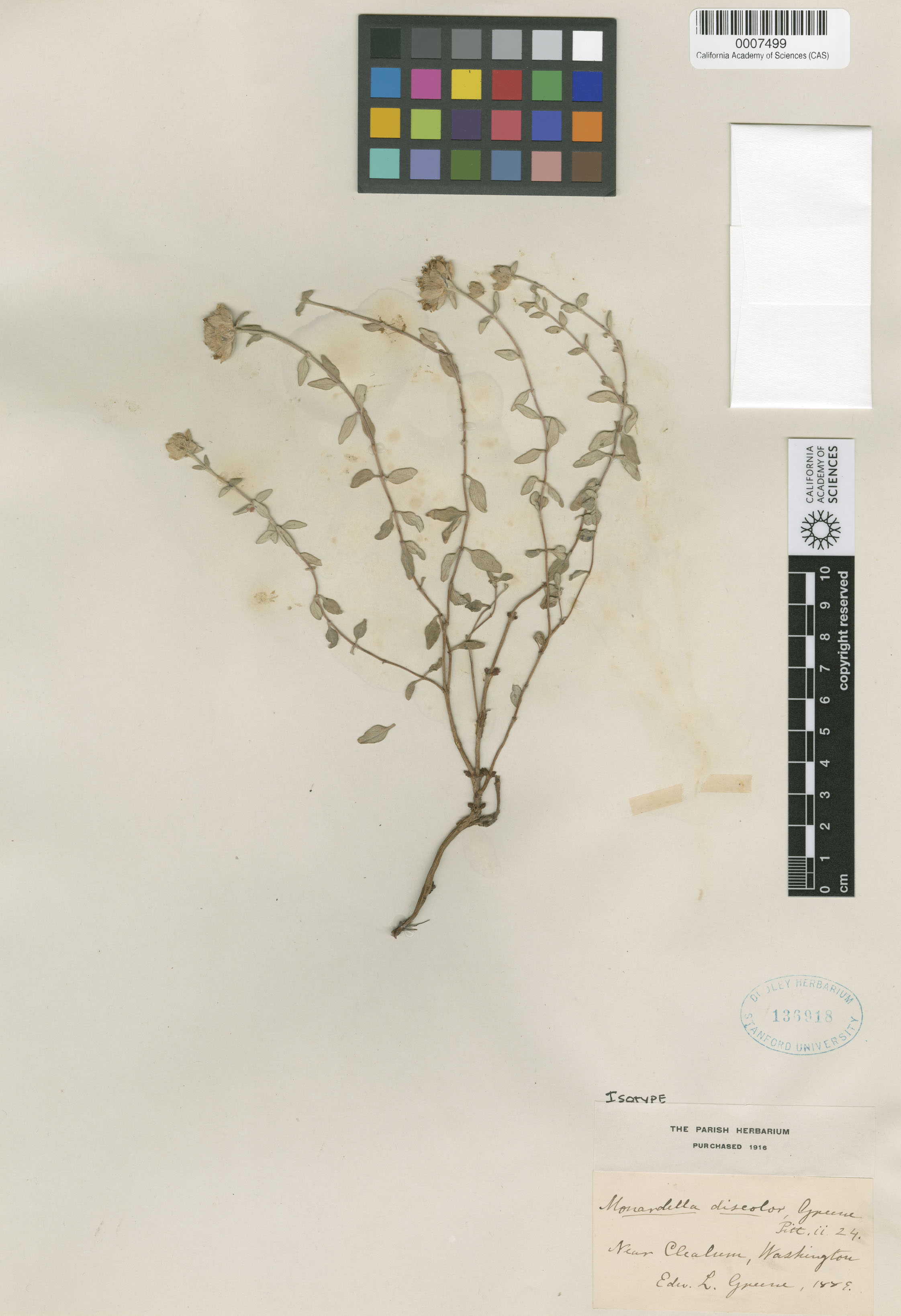 Monardella discolor image