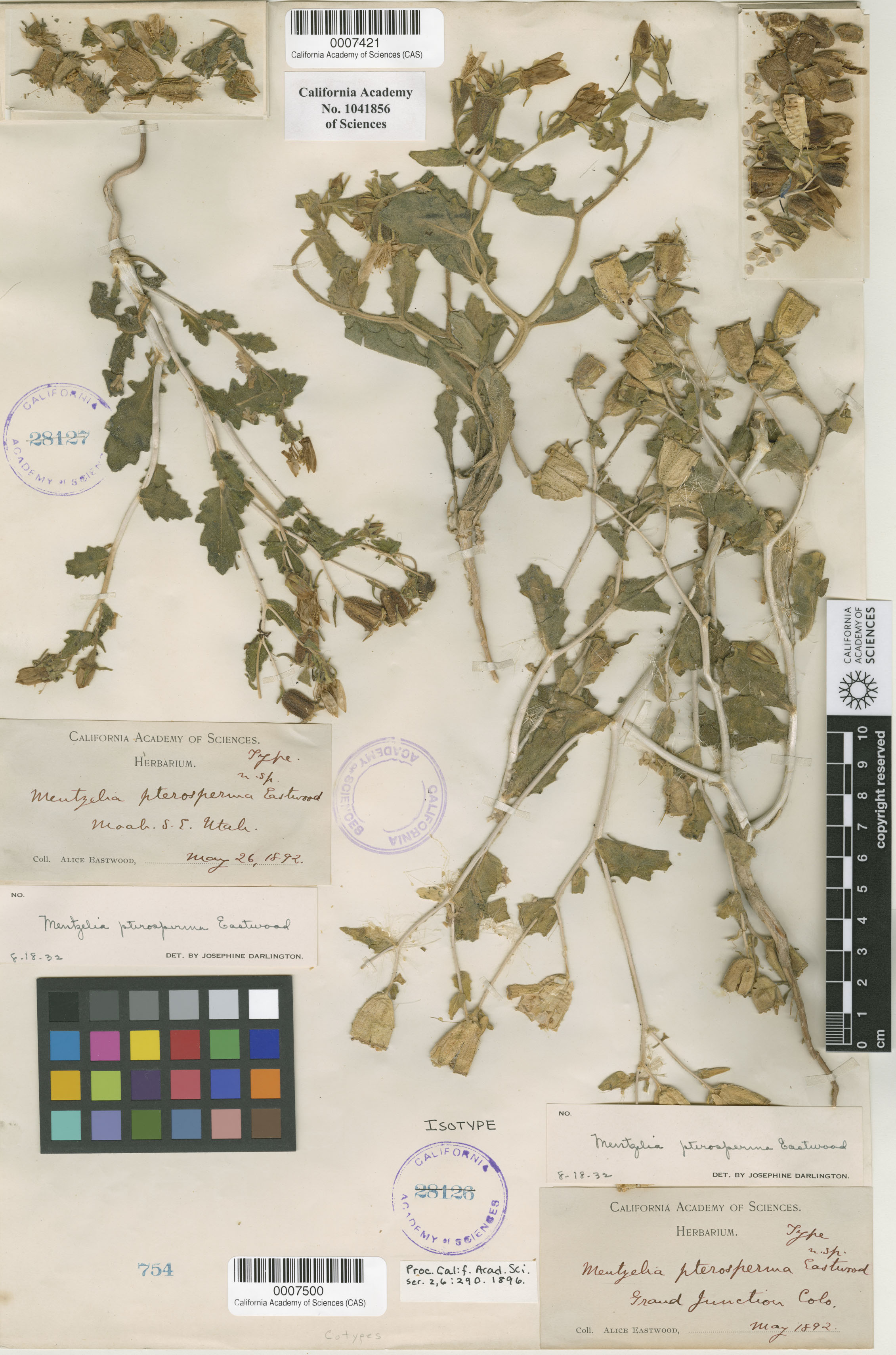 Mentzelia pterosperma image