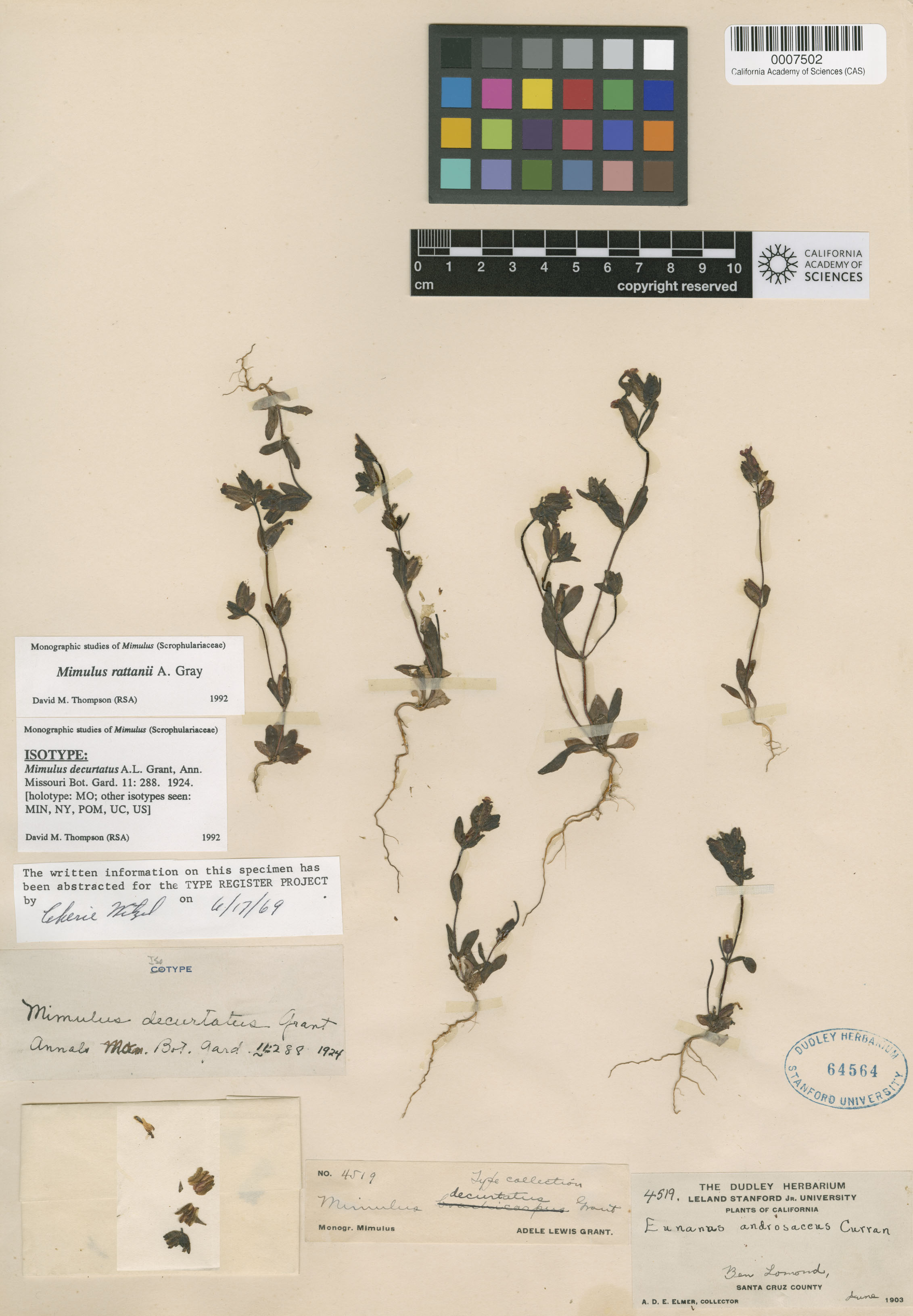 Mimulus decurtatus image