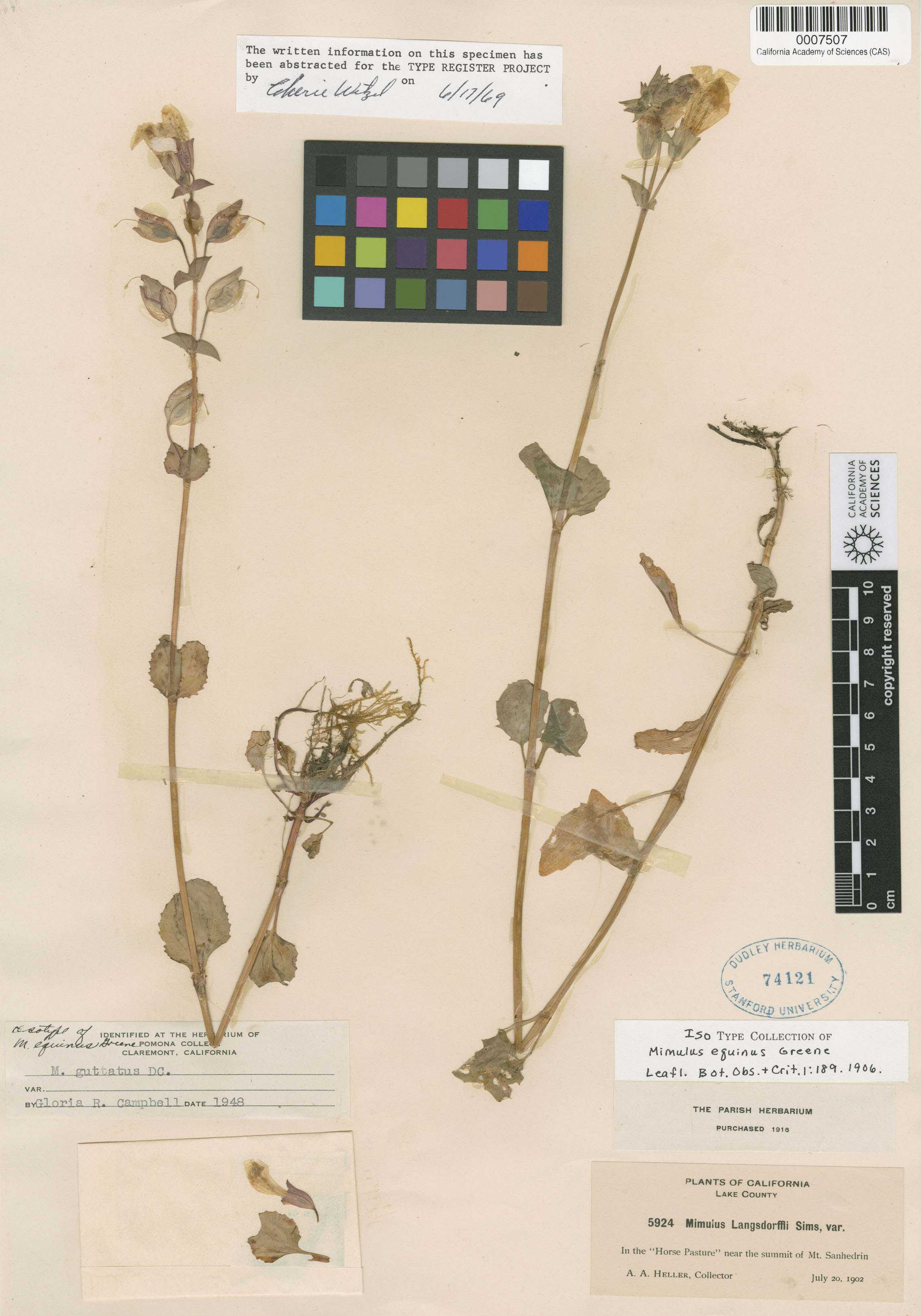 Mimulus guttatus image