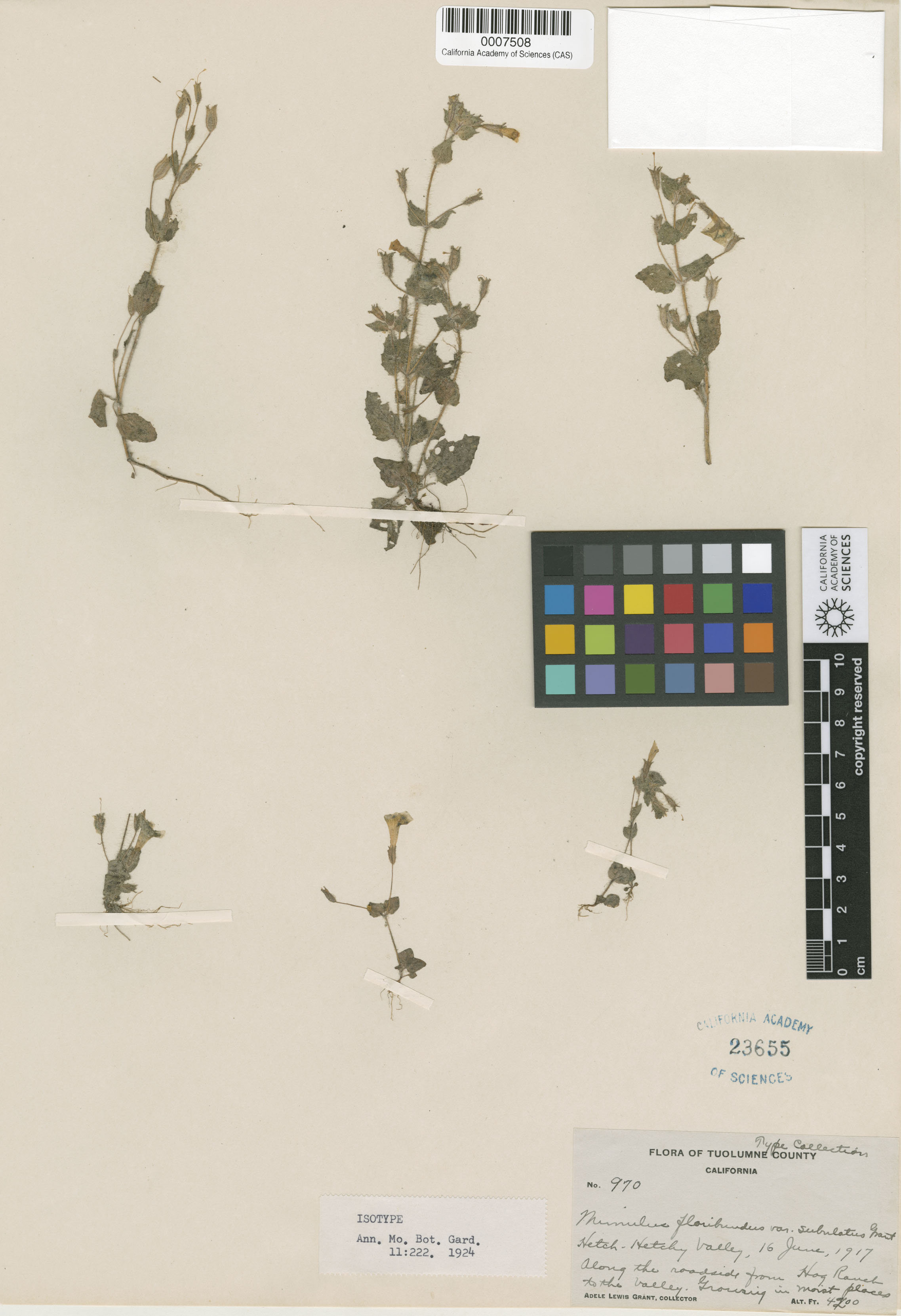 Mimulus floribundus image