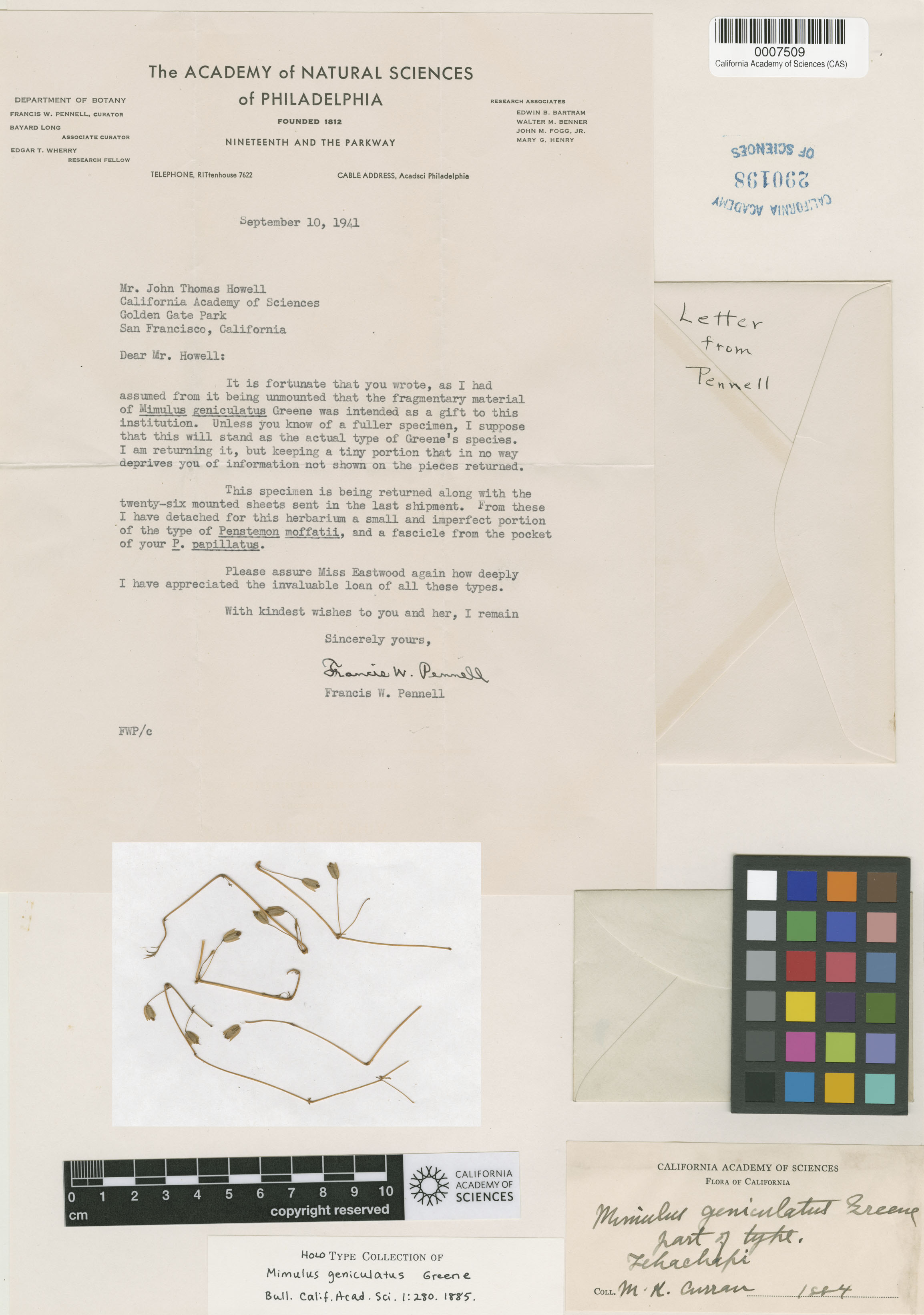 Mimulus floribundus image