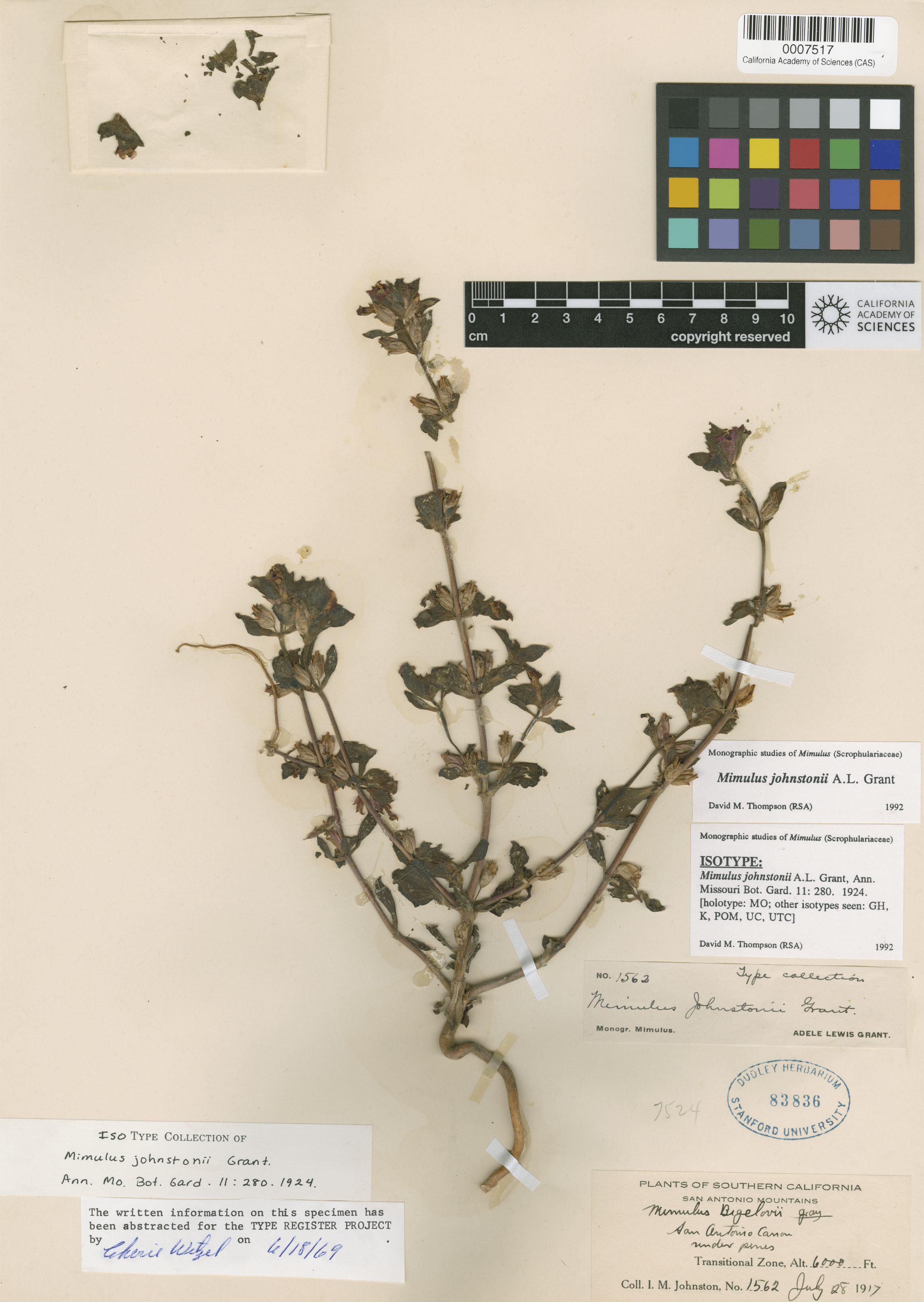 Mimulus johnstonii image