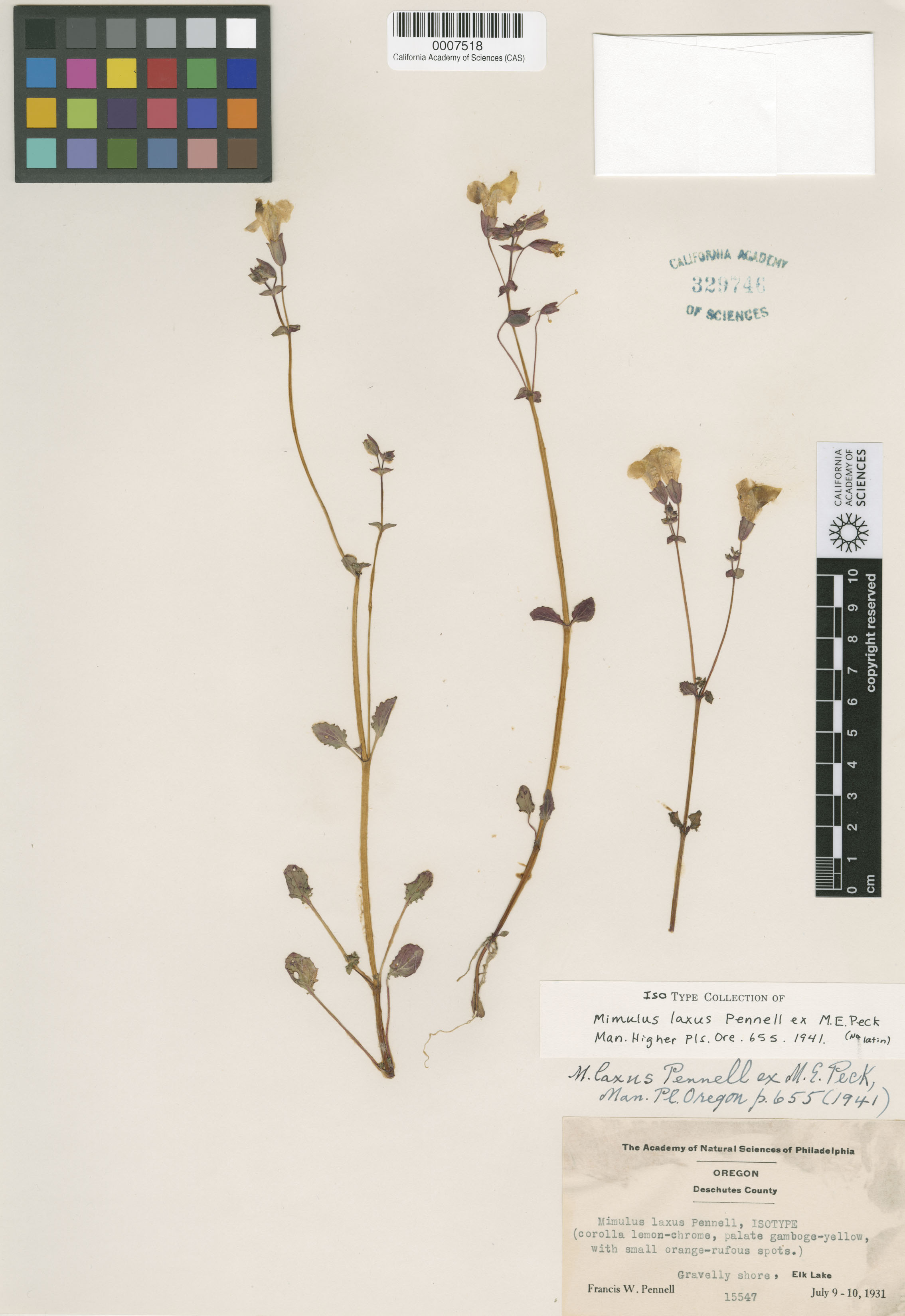 Mimulus guttatus image