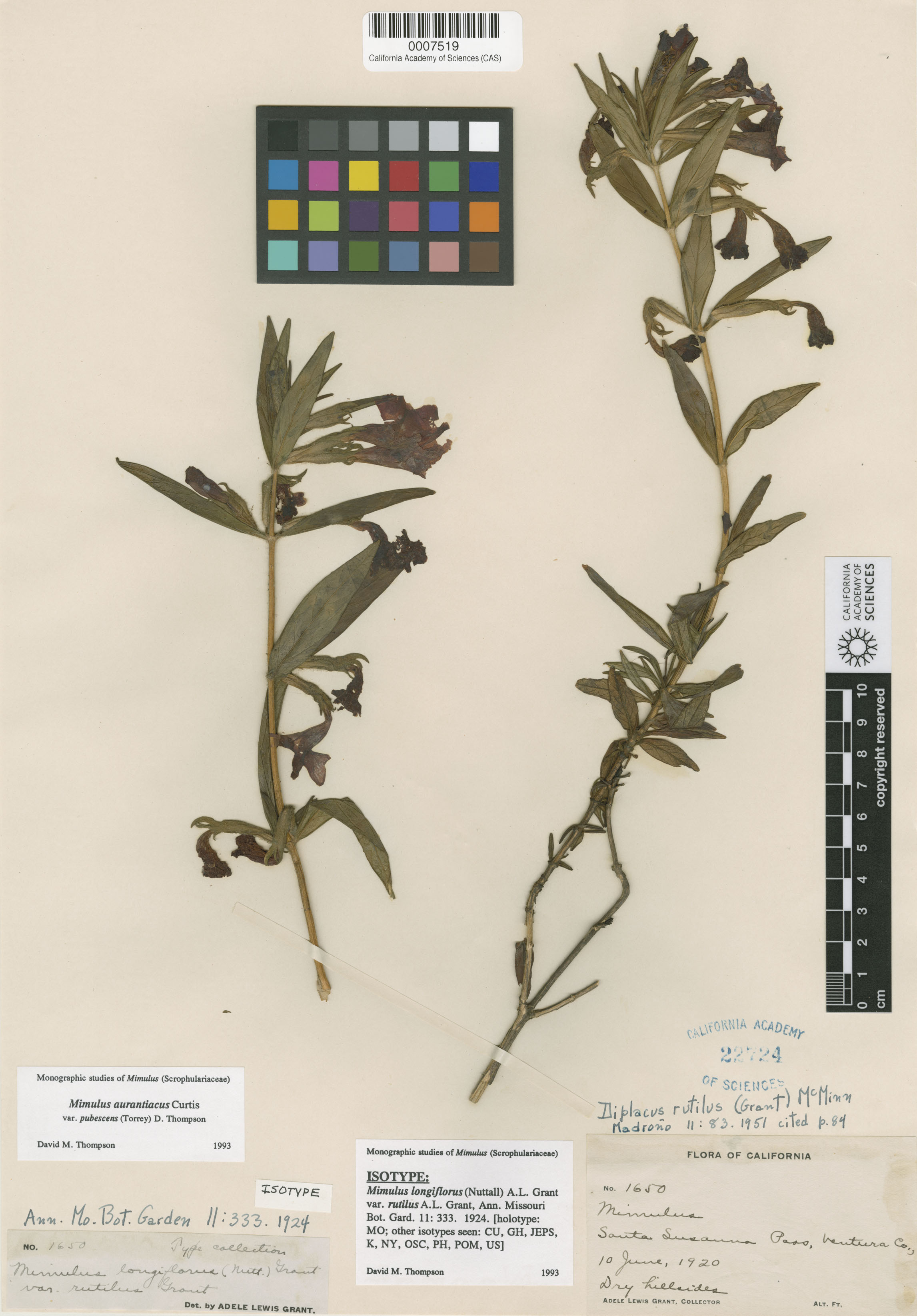 Diplacus rutilus image