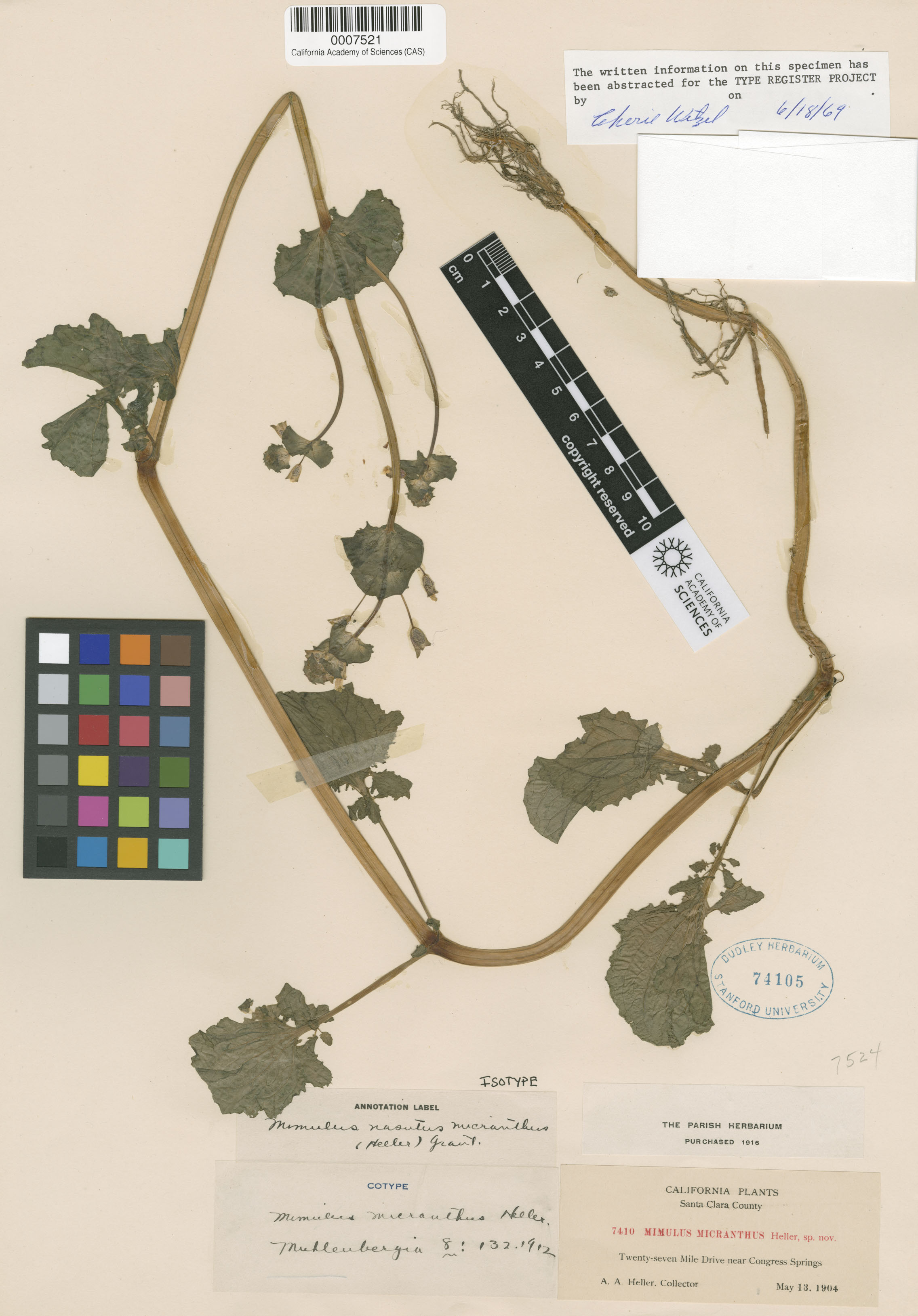 Mimulus guttatus image