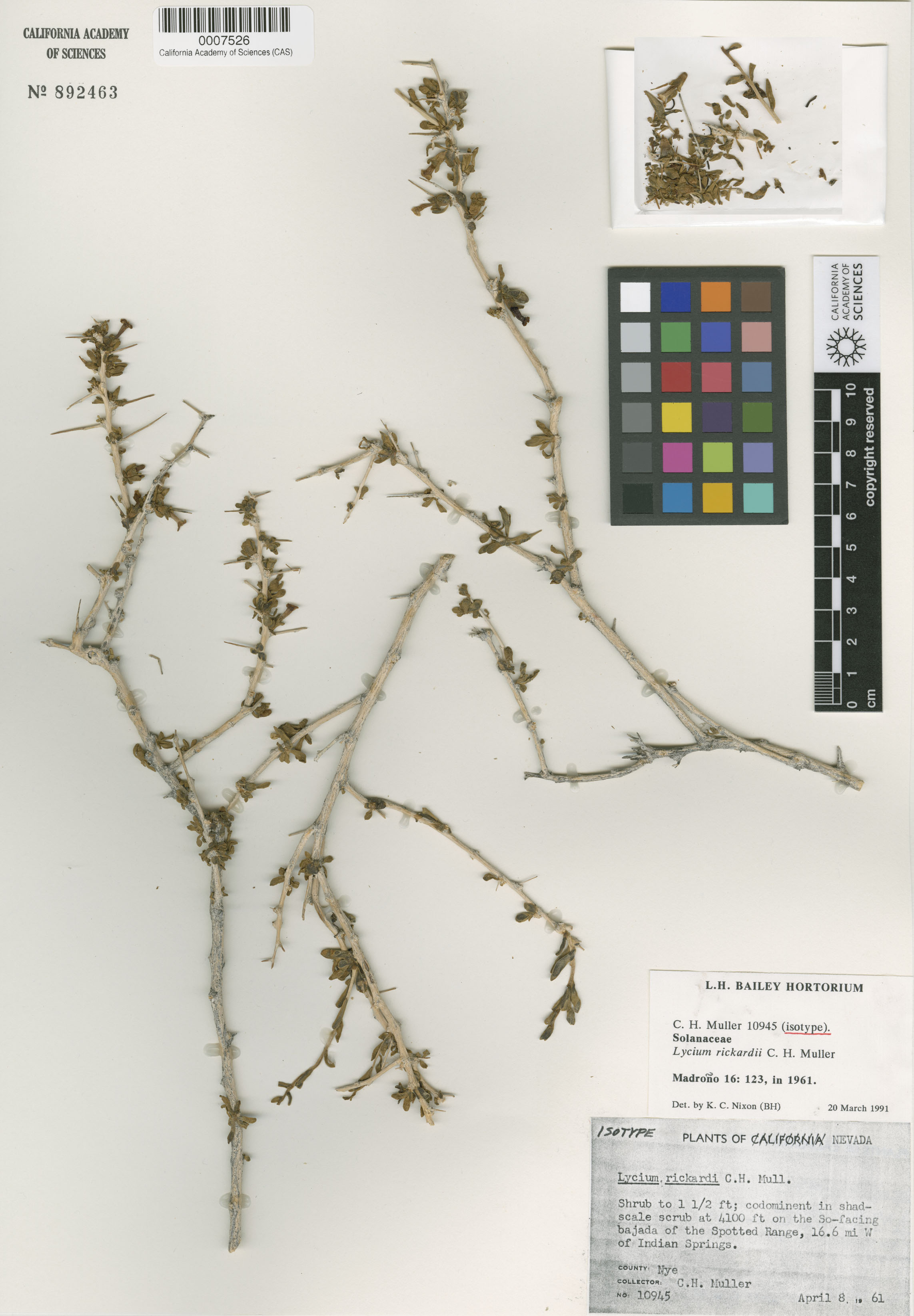 Lycium shockleyi image