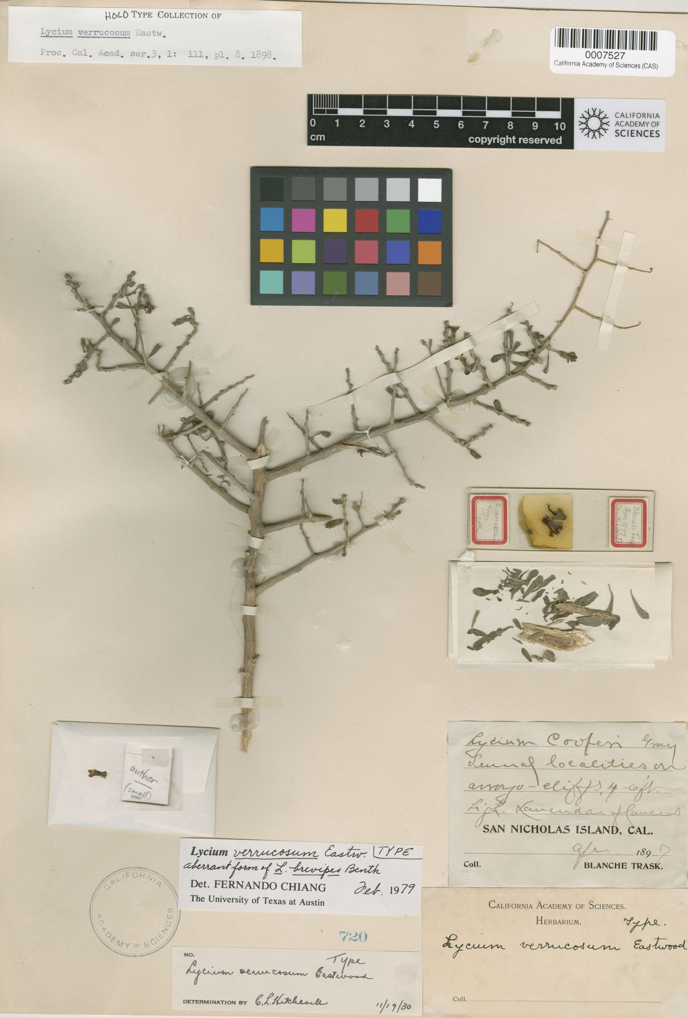 Lycium brevipes image