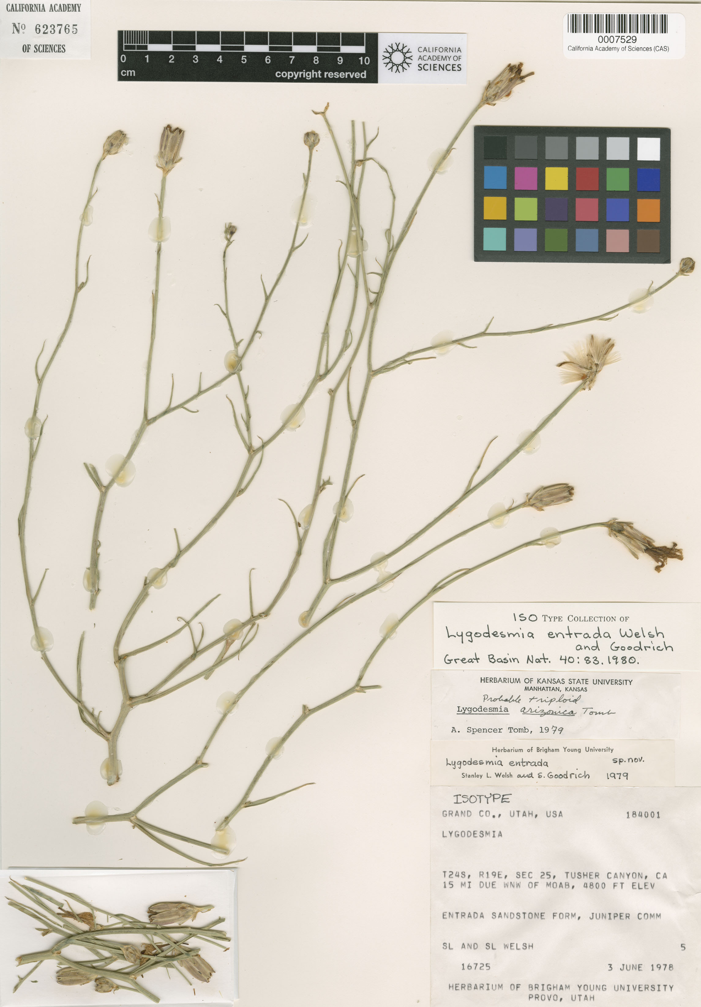 Lygodesmia grandiflora image