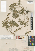 Lupinus onustus image