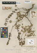 Lupinus onustus image
