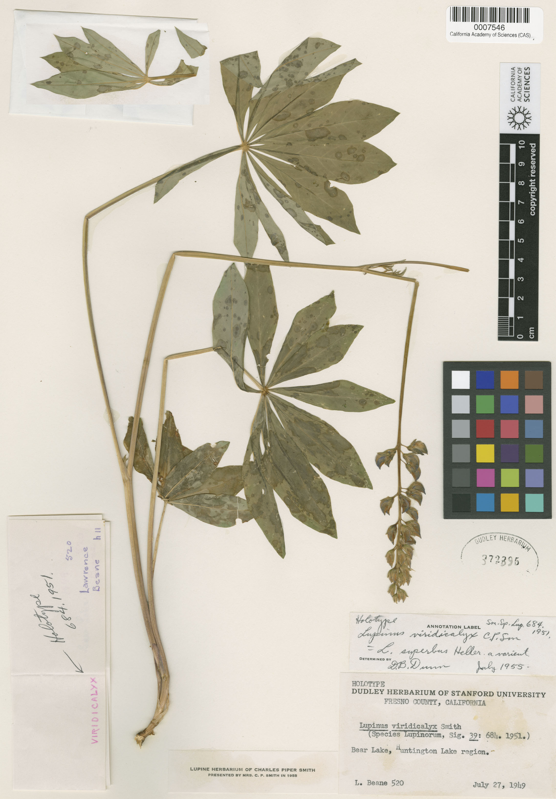 Lupinus viridicalyx image