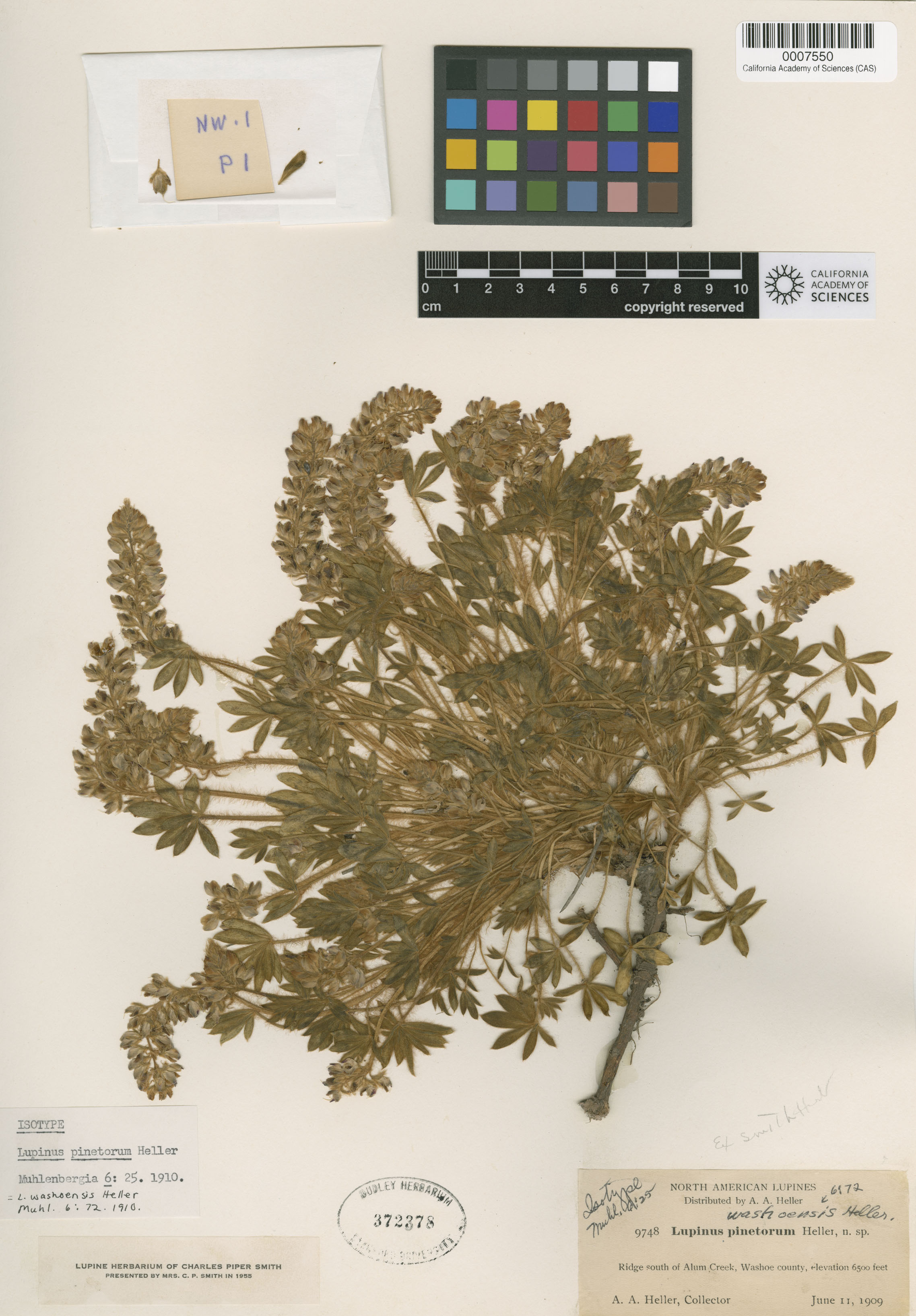 Lupinus washoensis image