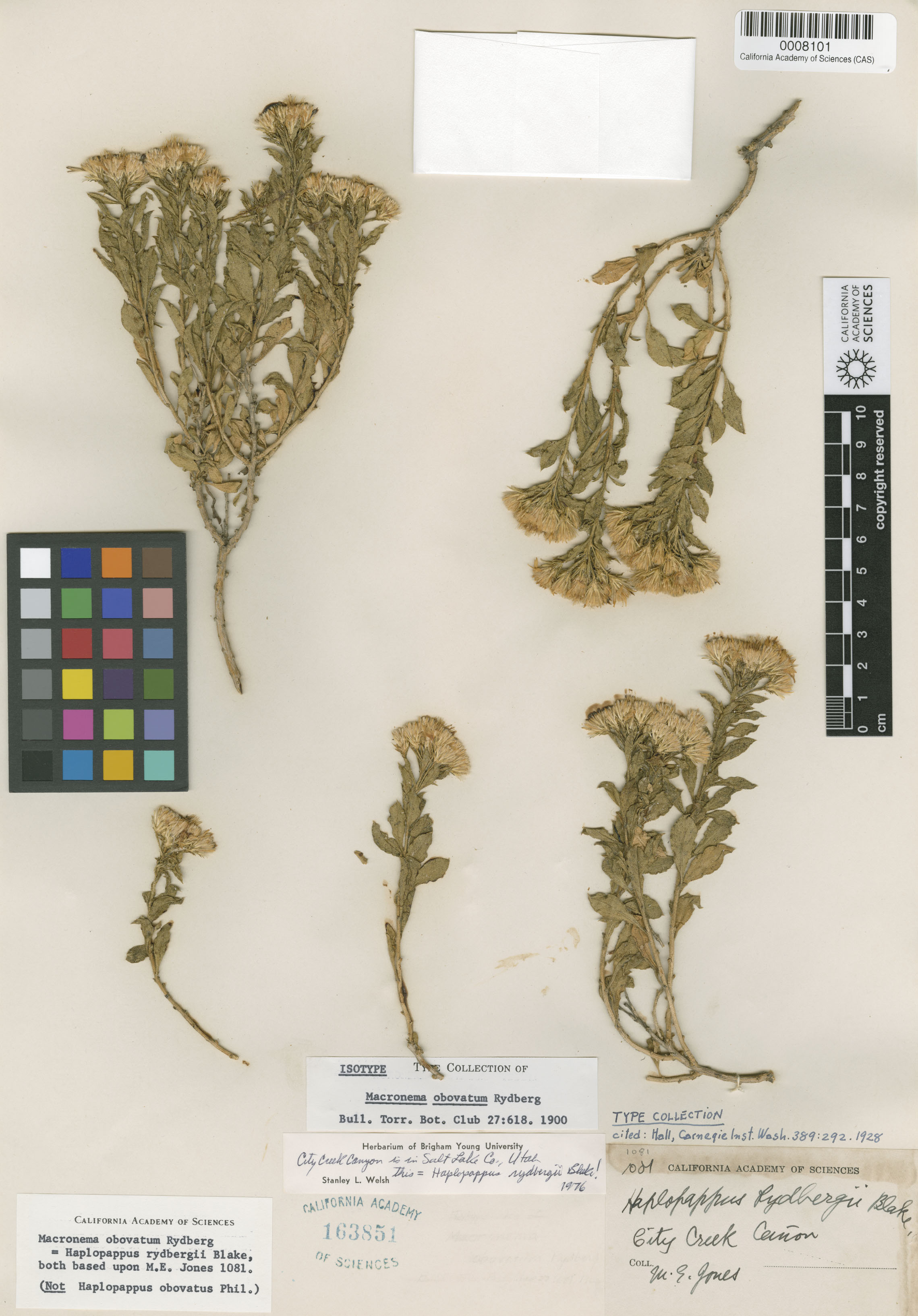 Ericameria obovata image