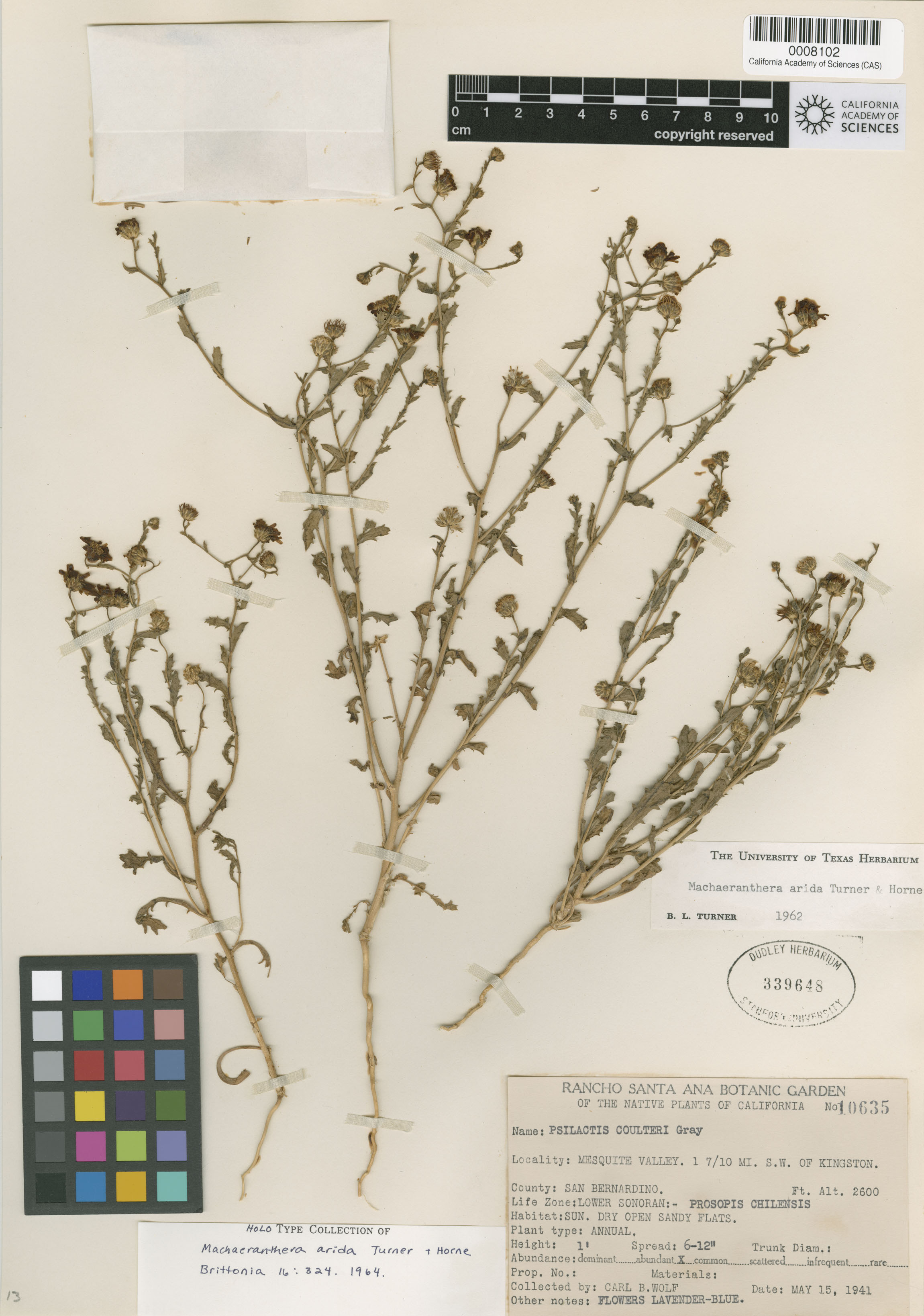 Arida arizonica image