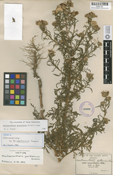 Image of Machaeranthera tanacetifolia