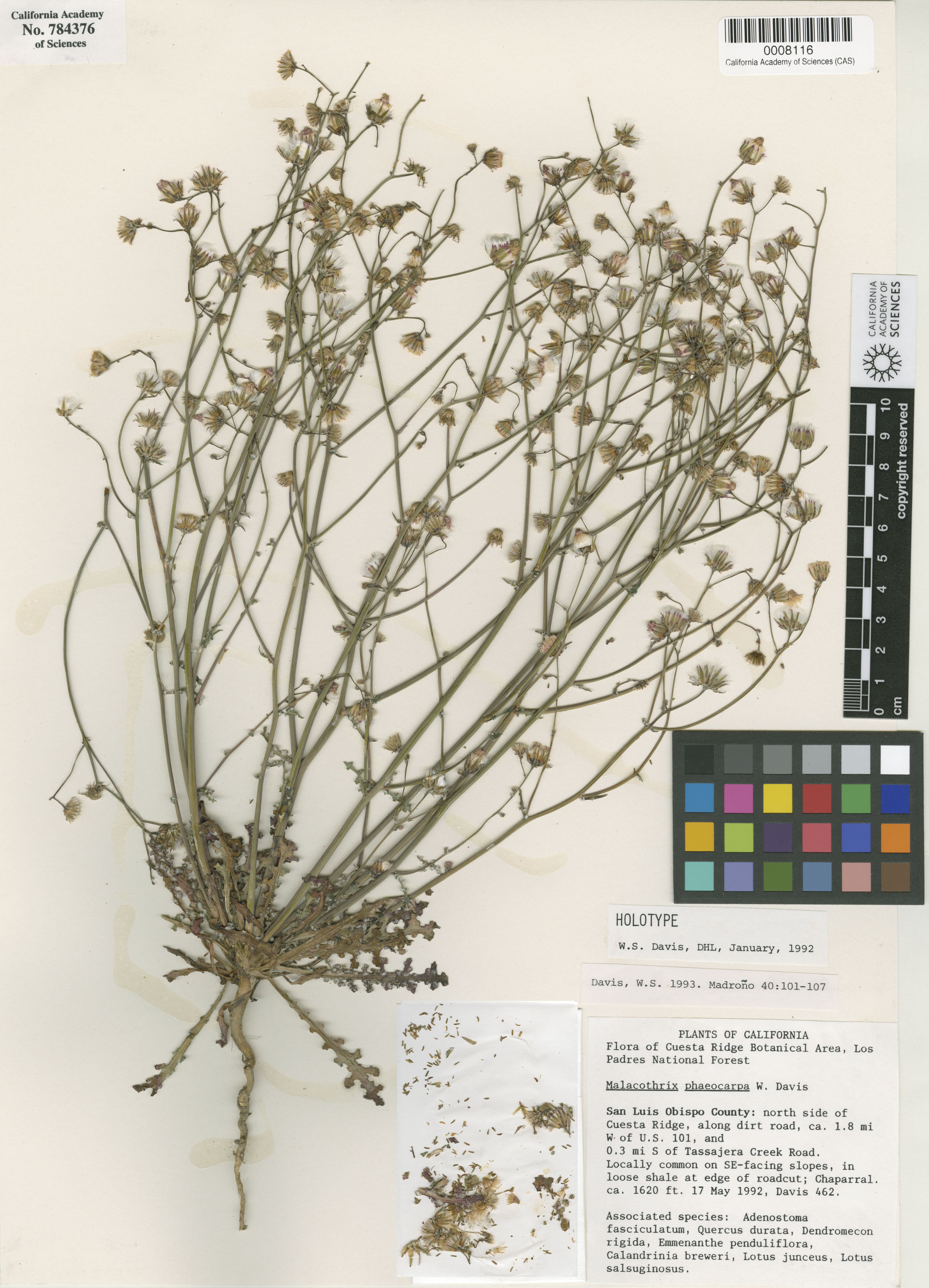 Malacothrix phaeocarpa image