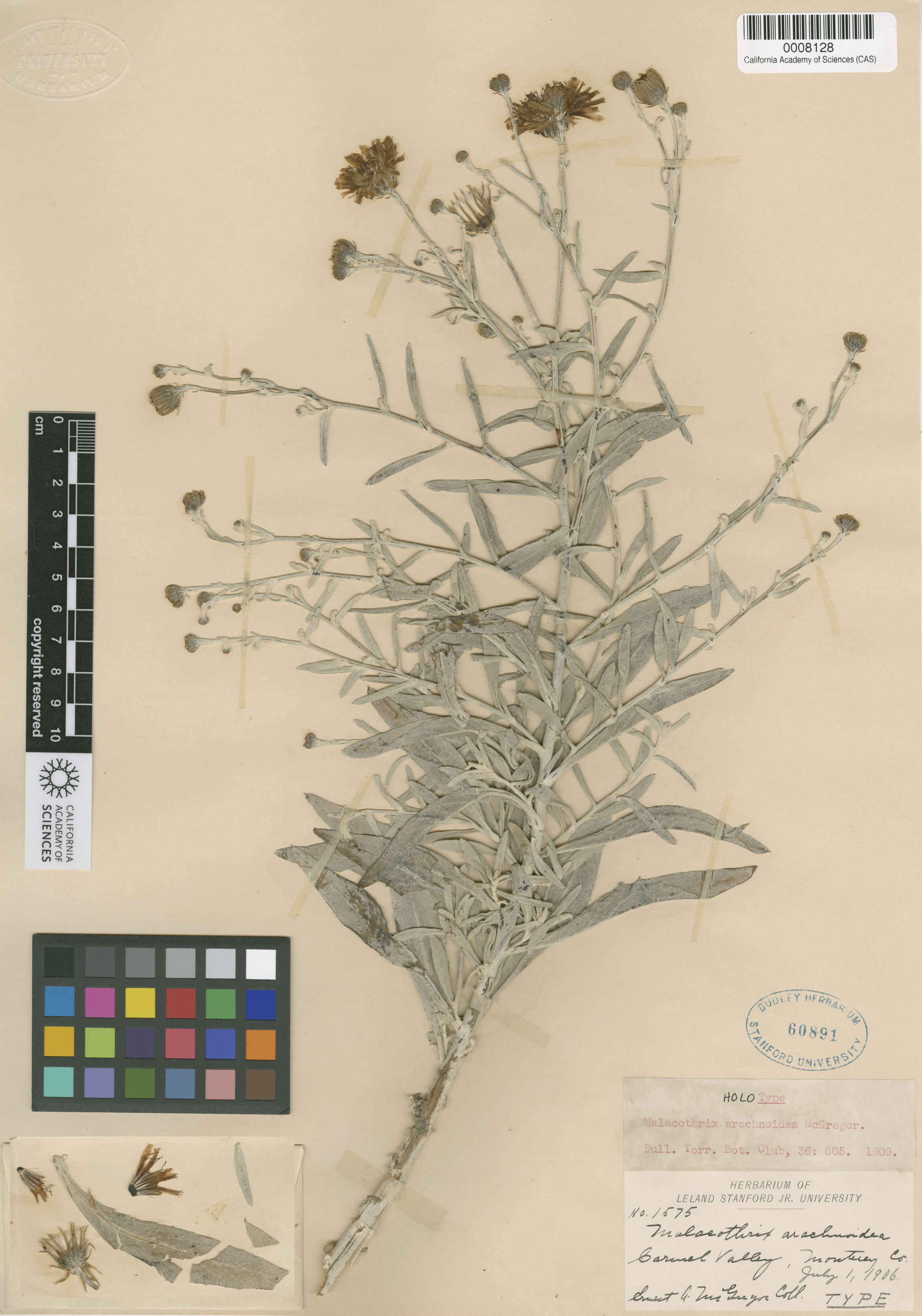 Malacothrix saxatilis var. arachnoidea image