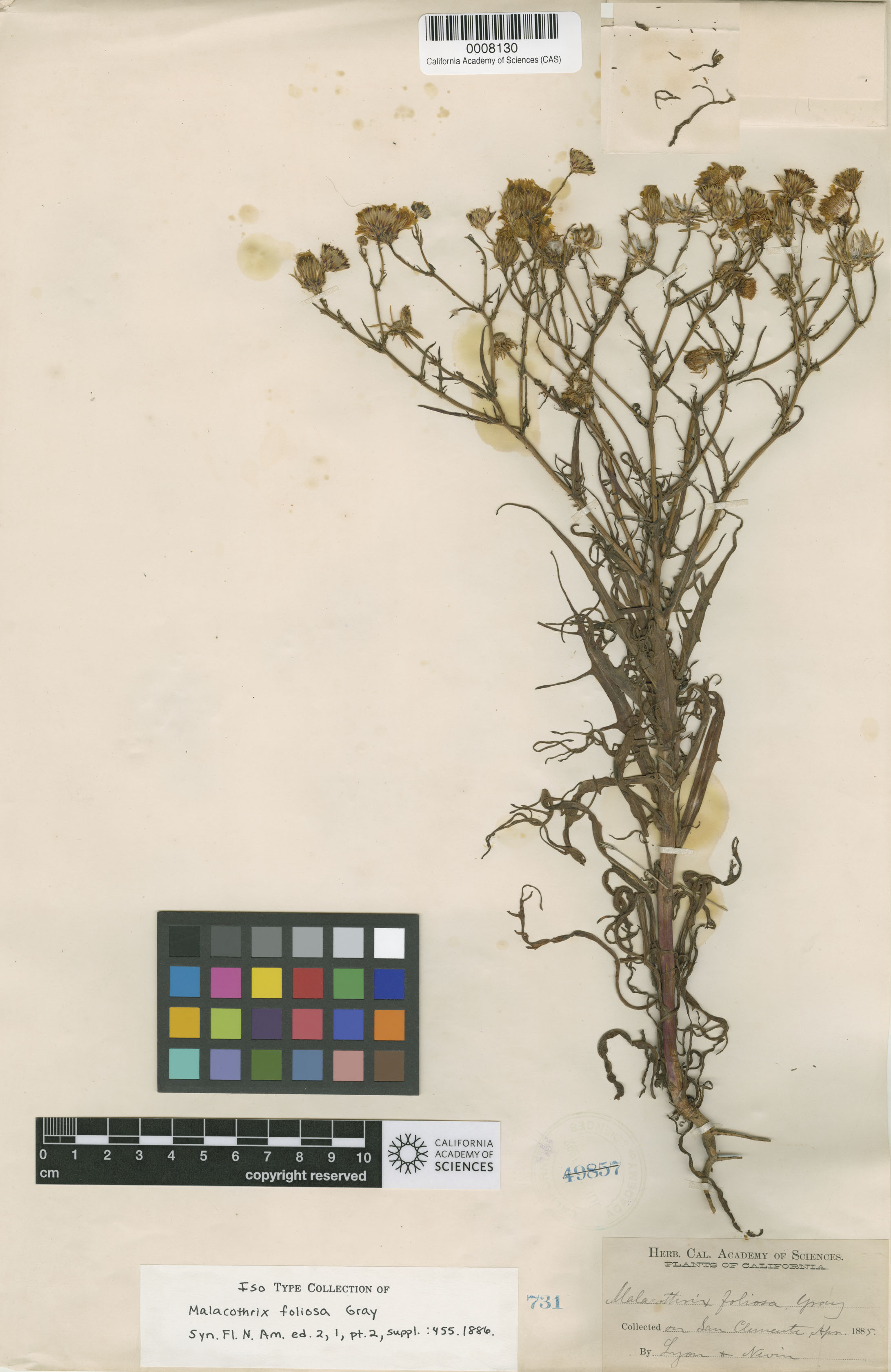 Malacothrix foliosa image