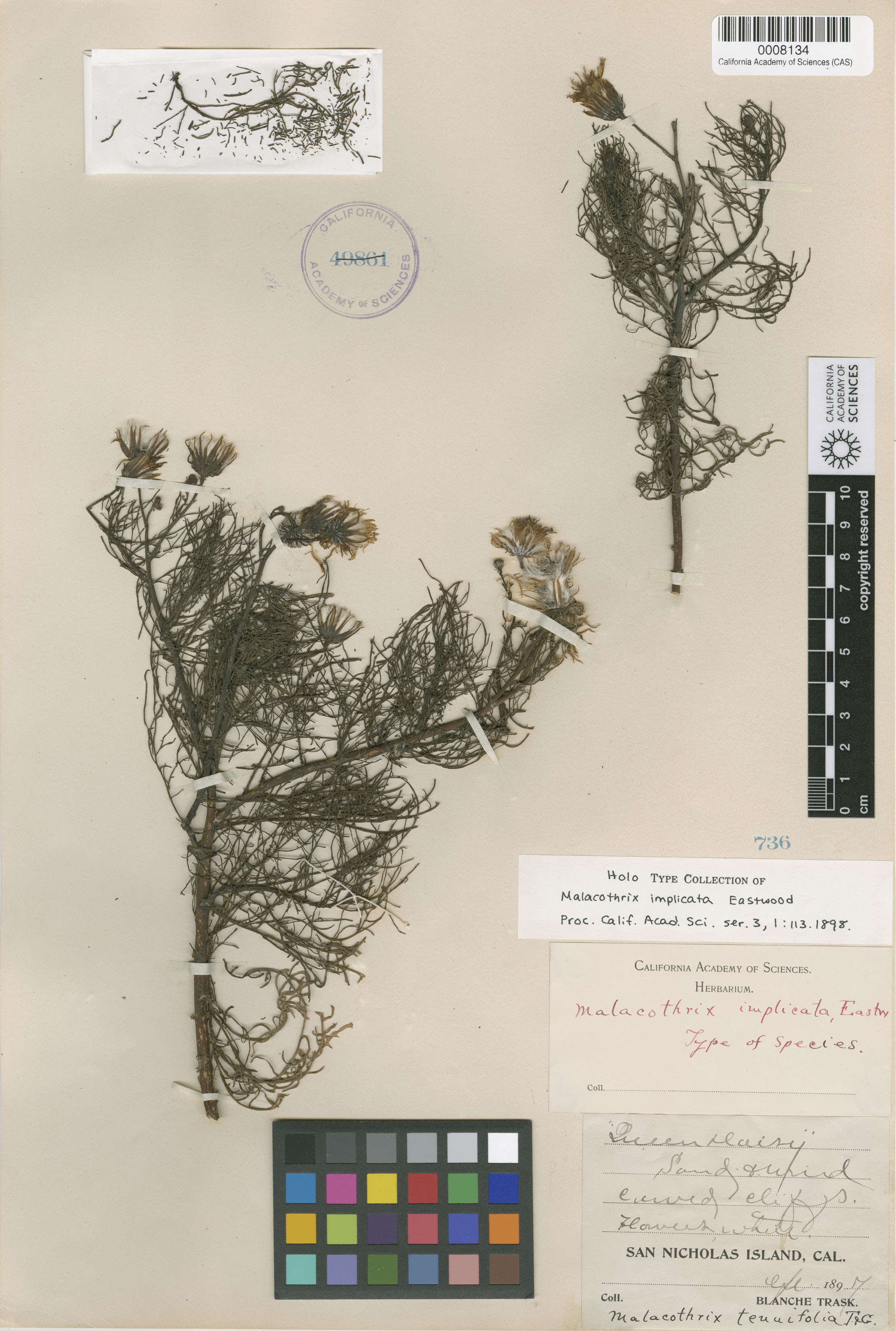 Malacothrix saxatilis var. implicata image