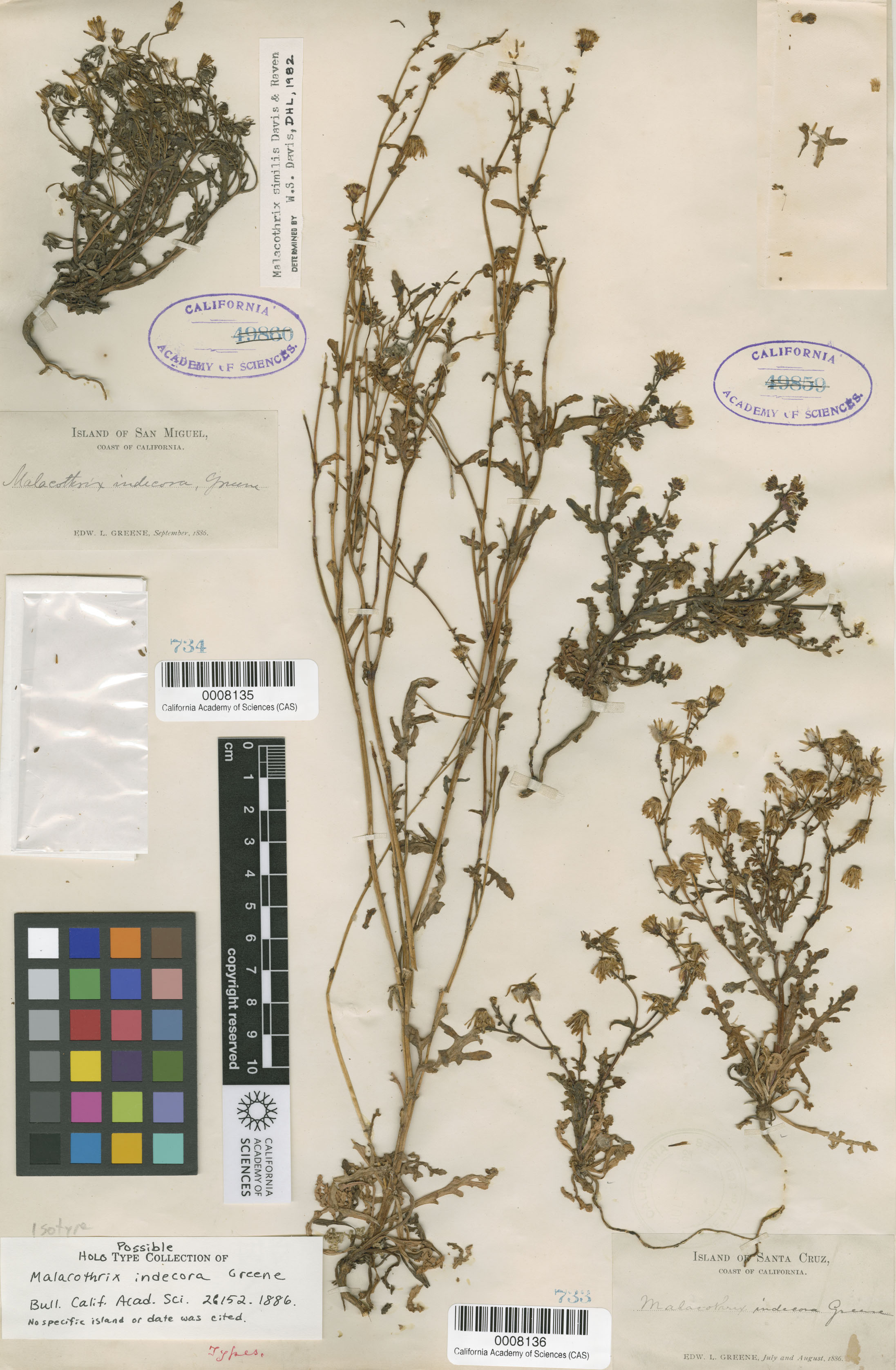 Malacothrix indecora image