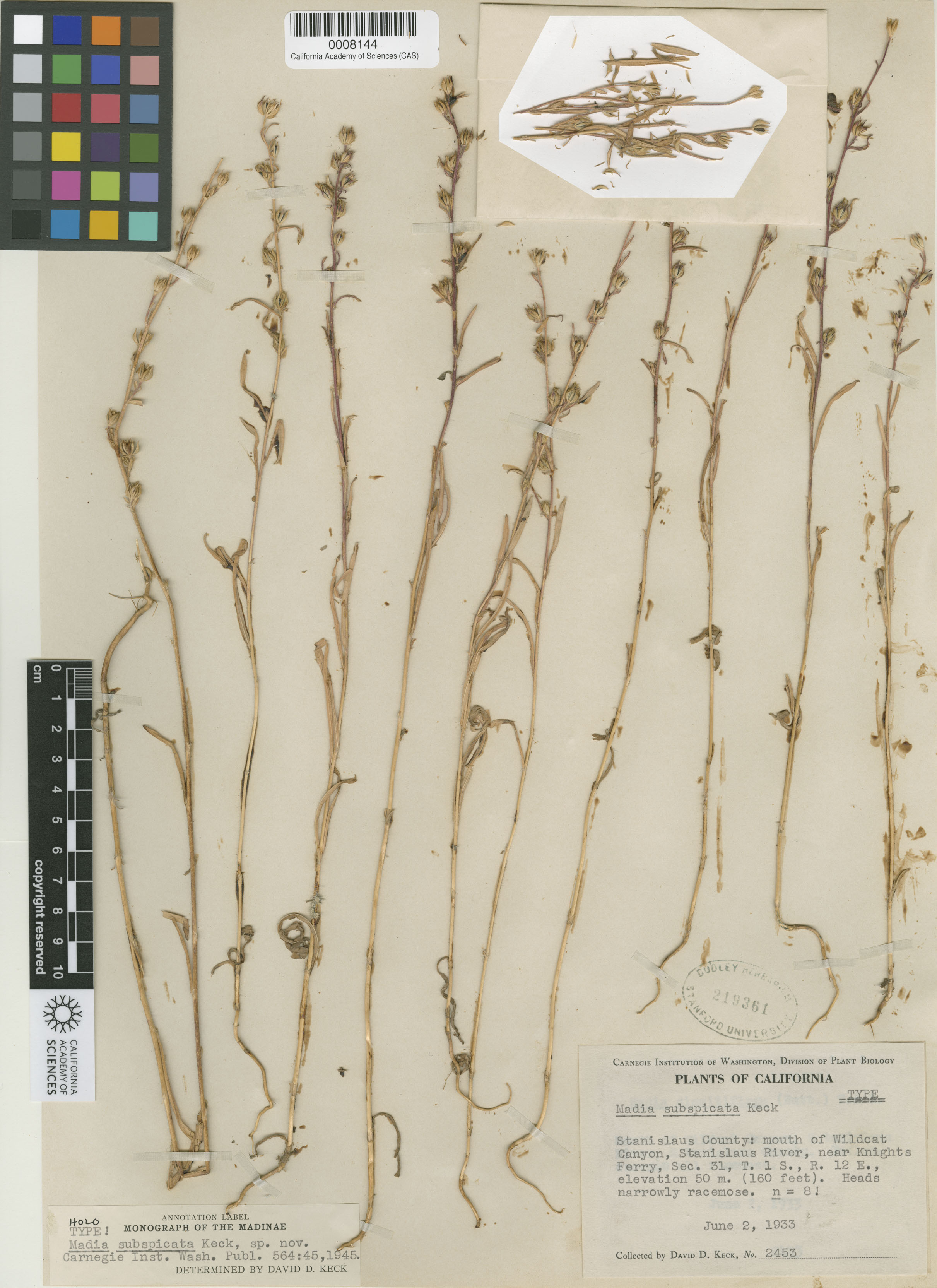 Madia subspicata image