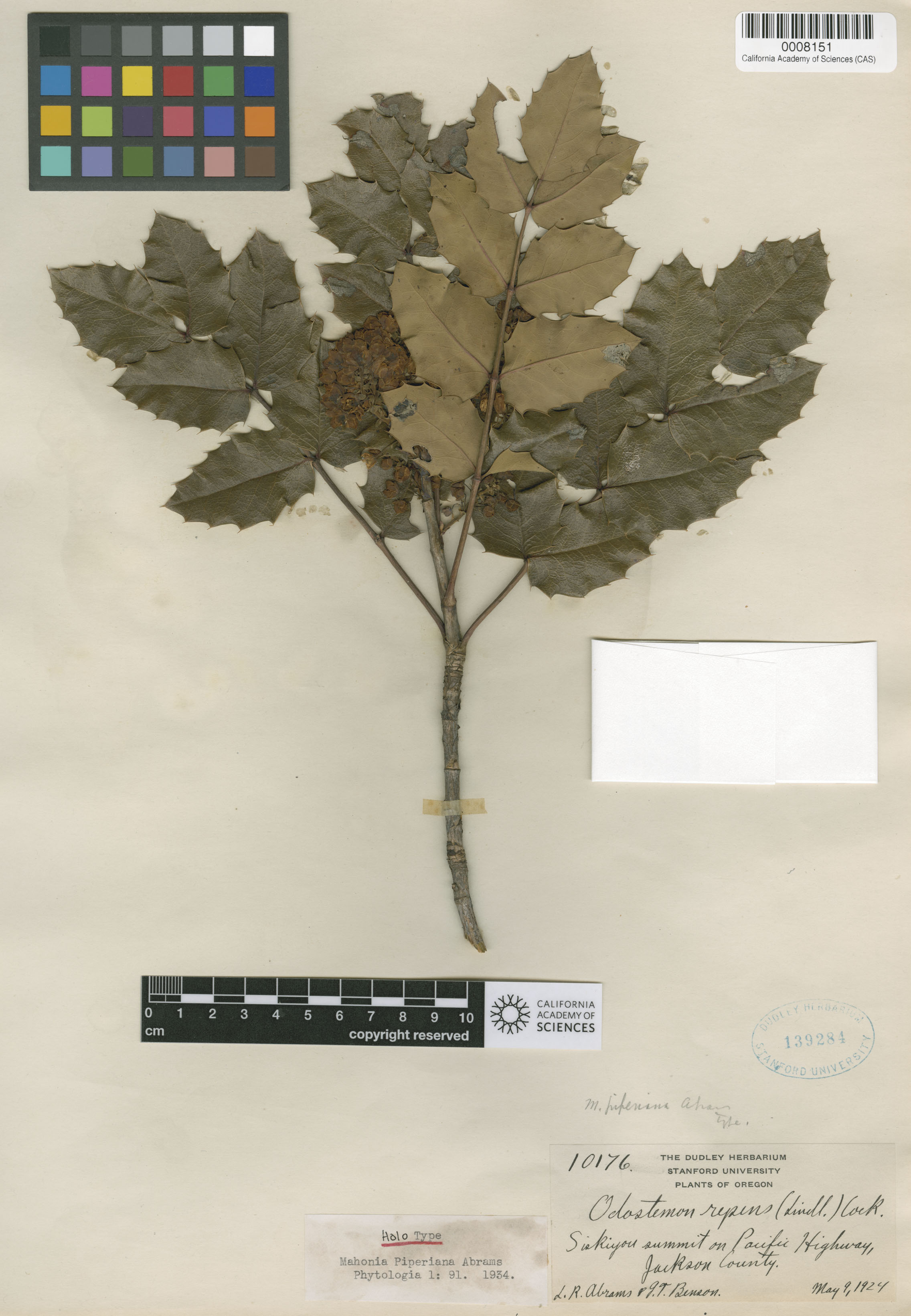 Berberis piperiana image