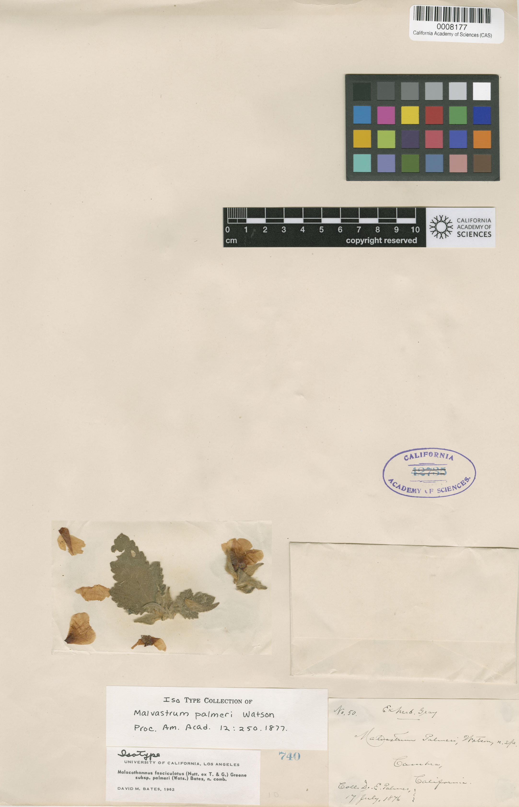 Malacothamnus palmeri image