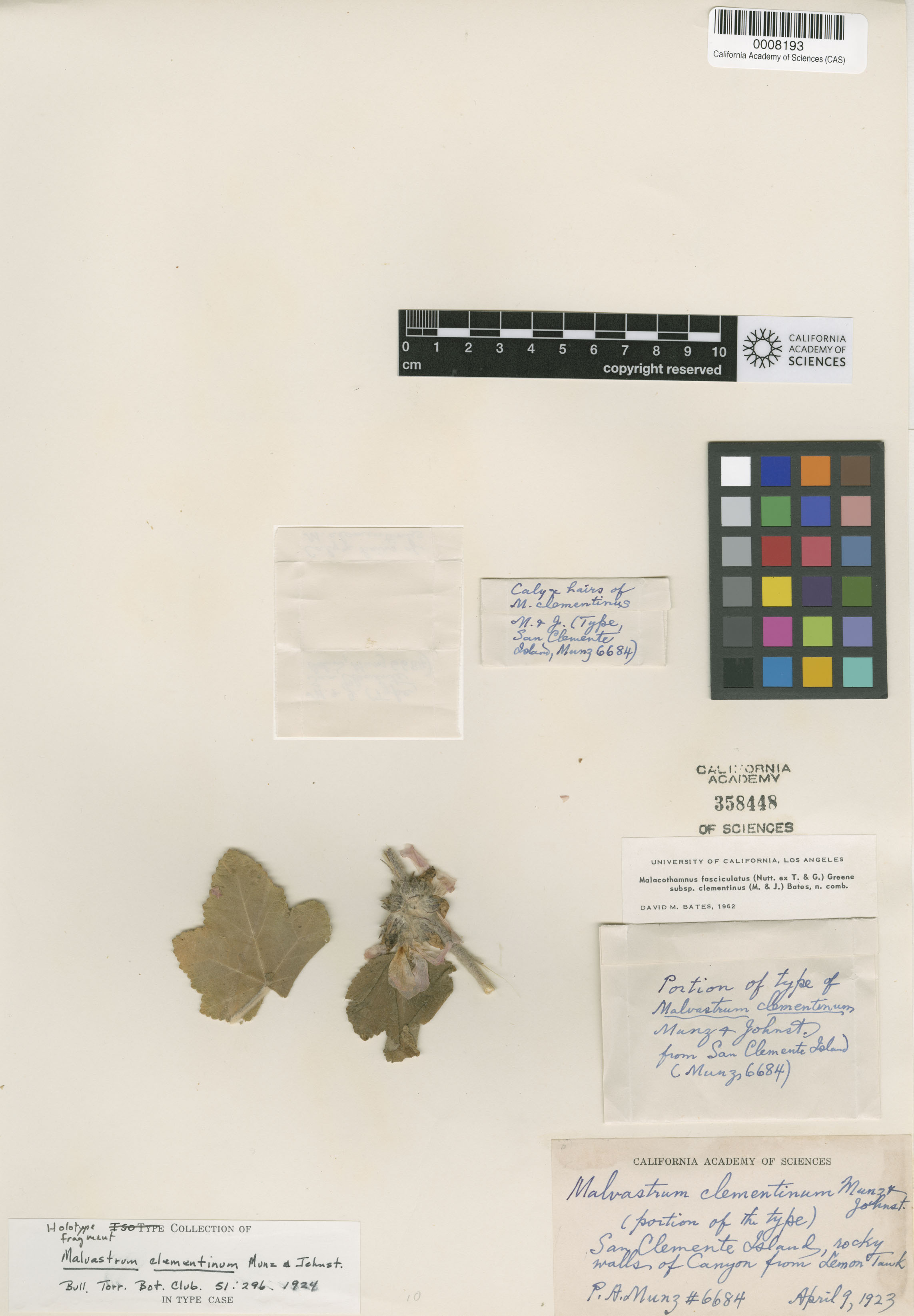 Malacothamnus clementinus image