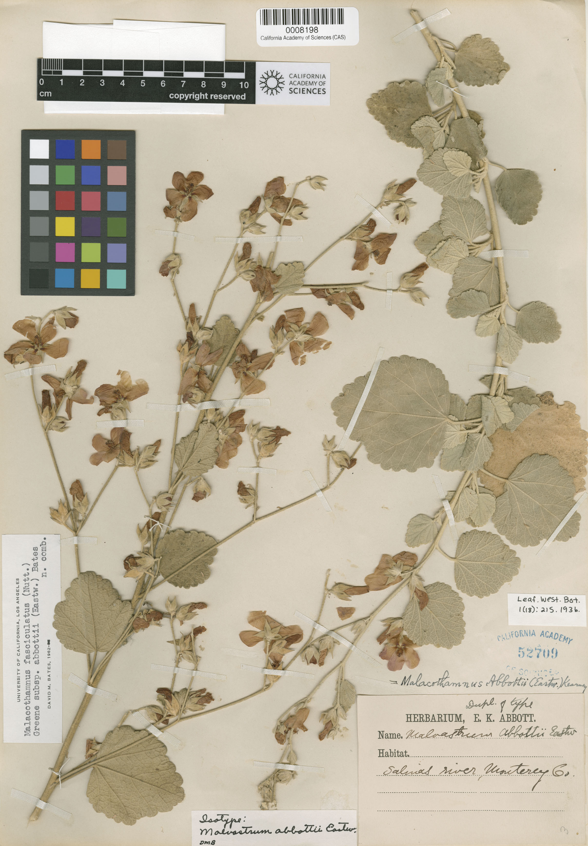 Malacothamnus abbottii image