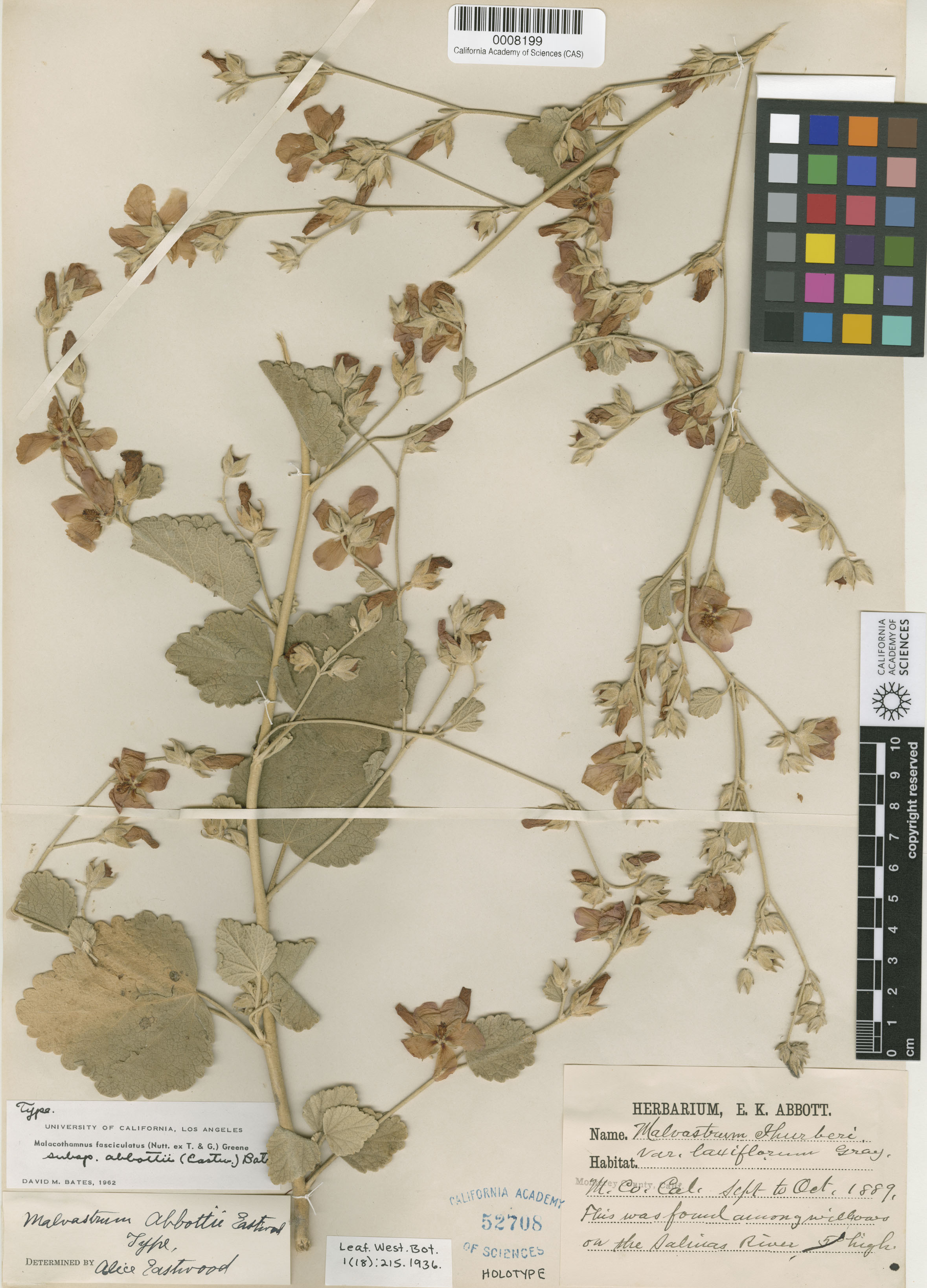 Malacothamnus abbottii image