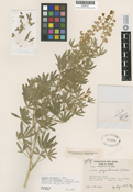 Lupinus X alpestris image