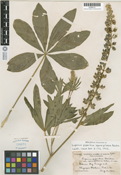 Lupinus polyphyllus ssp. superbus image