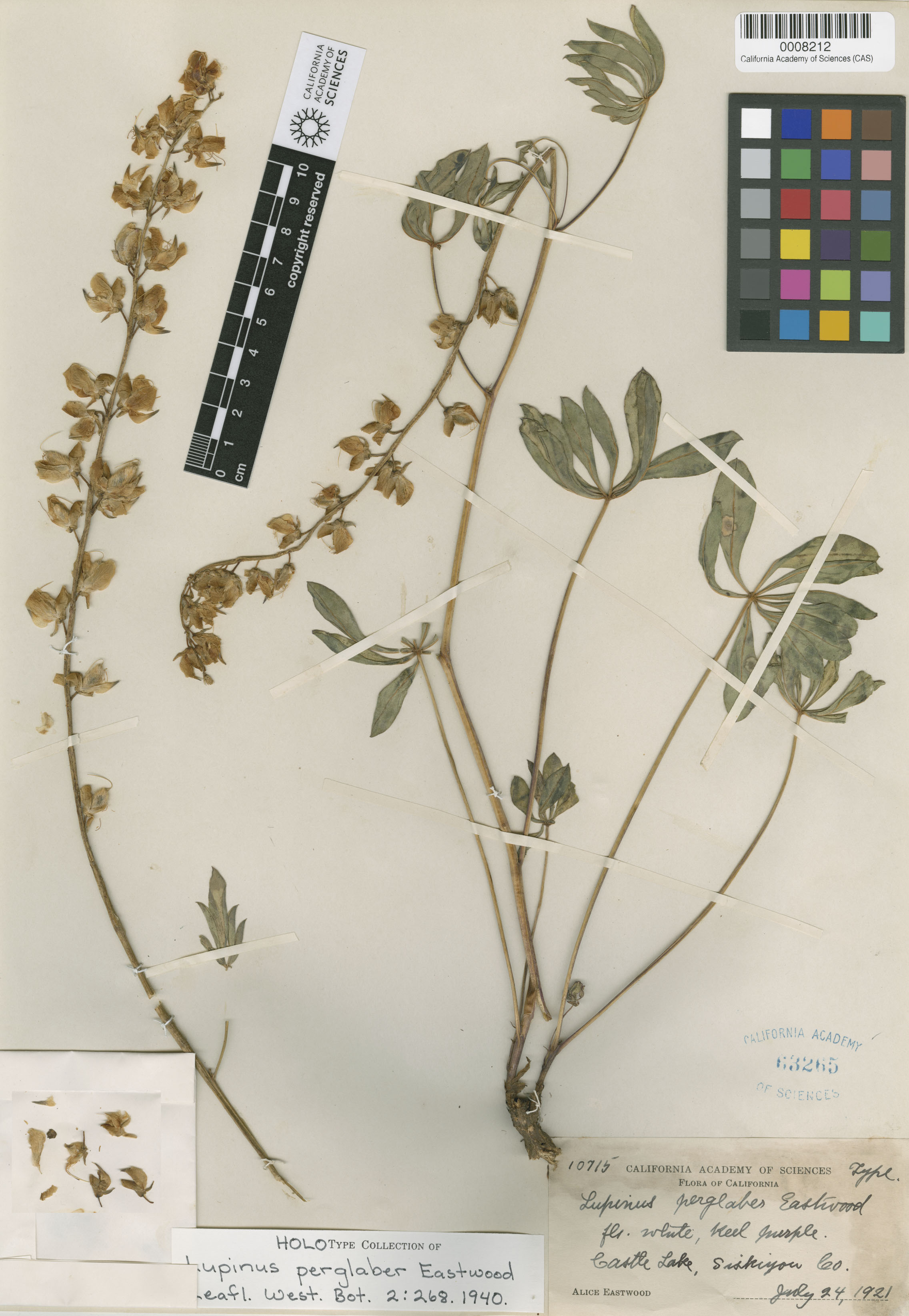 Lupinus perglaber image