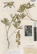 Lupinus oreganus image