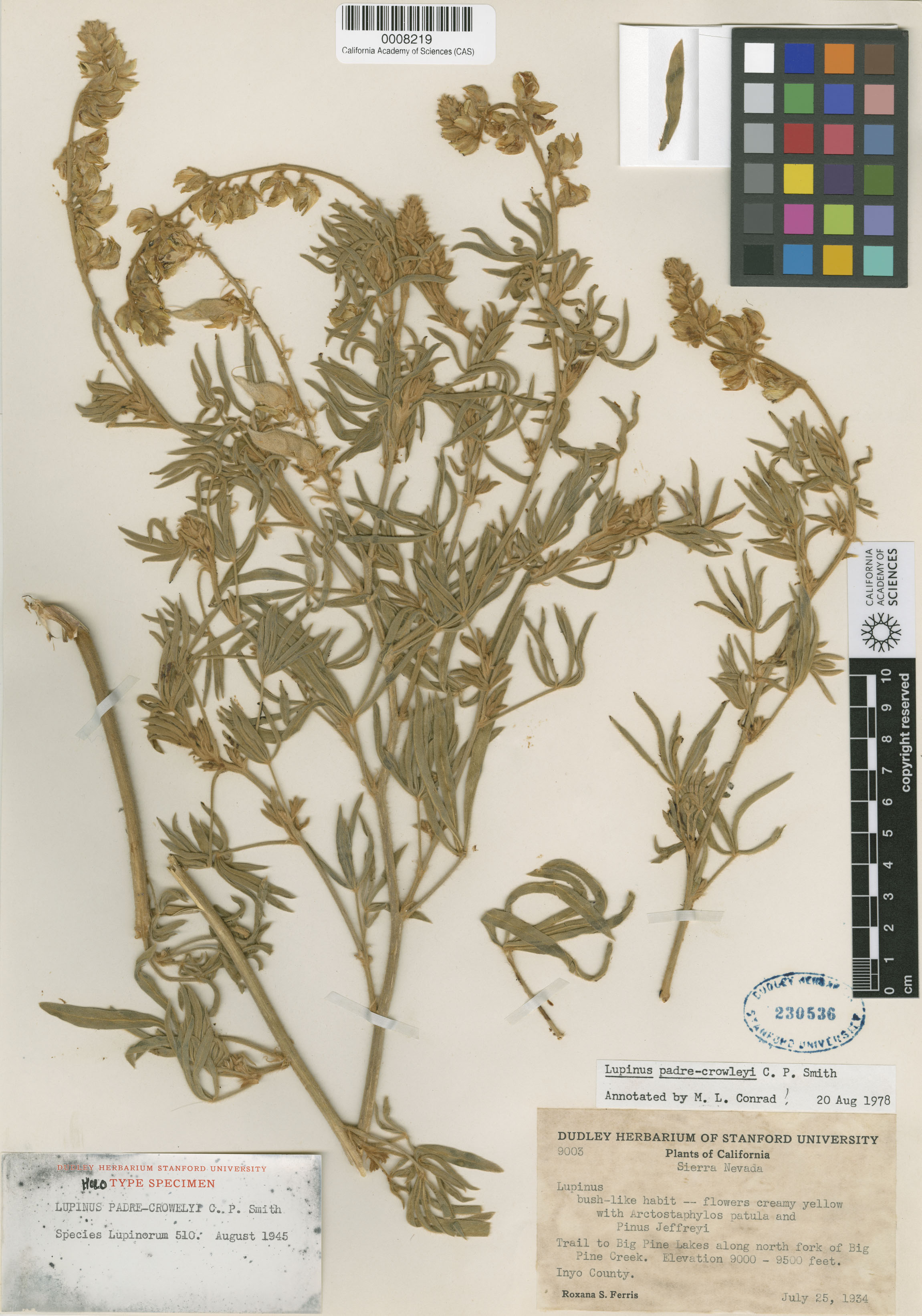 Lupinus padre-crowleyi image